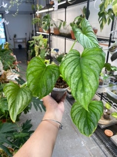 Philodendron Mamei Silver 5 leaves top cutting rooted