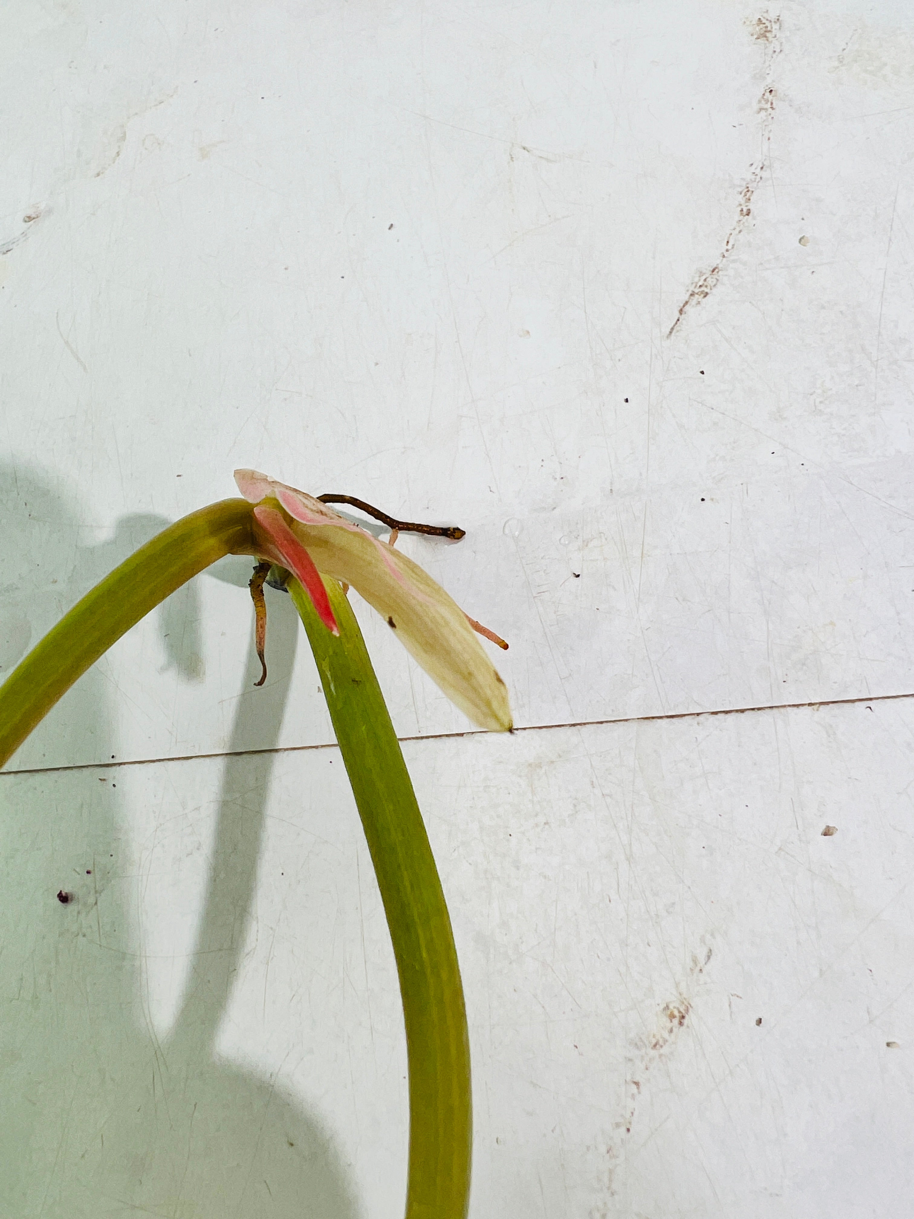 Philodendron ring of fire rooting top cutting 2 leaves 1 sprout