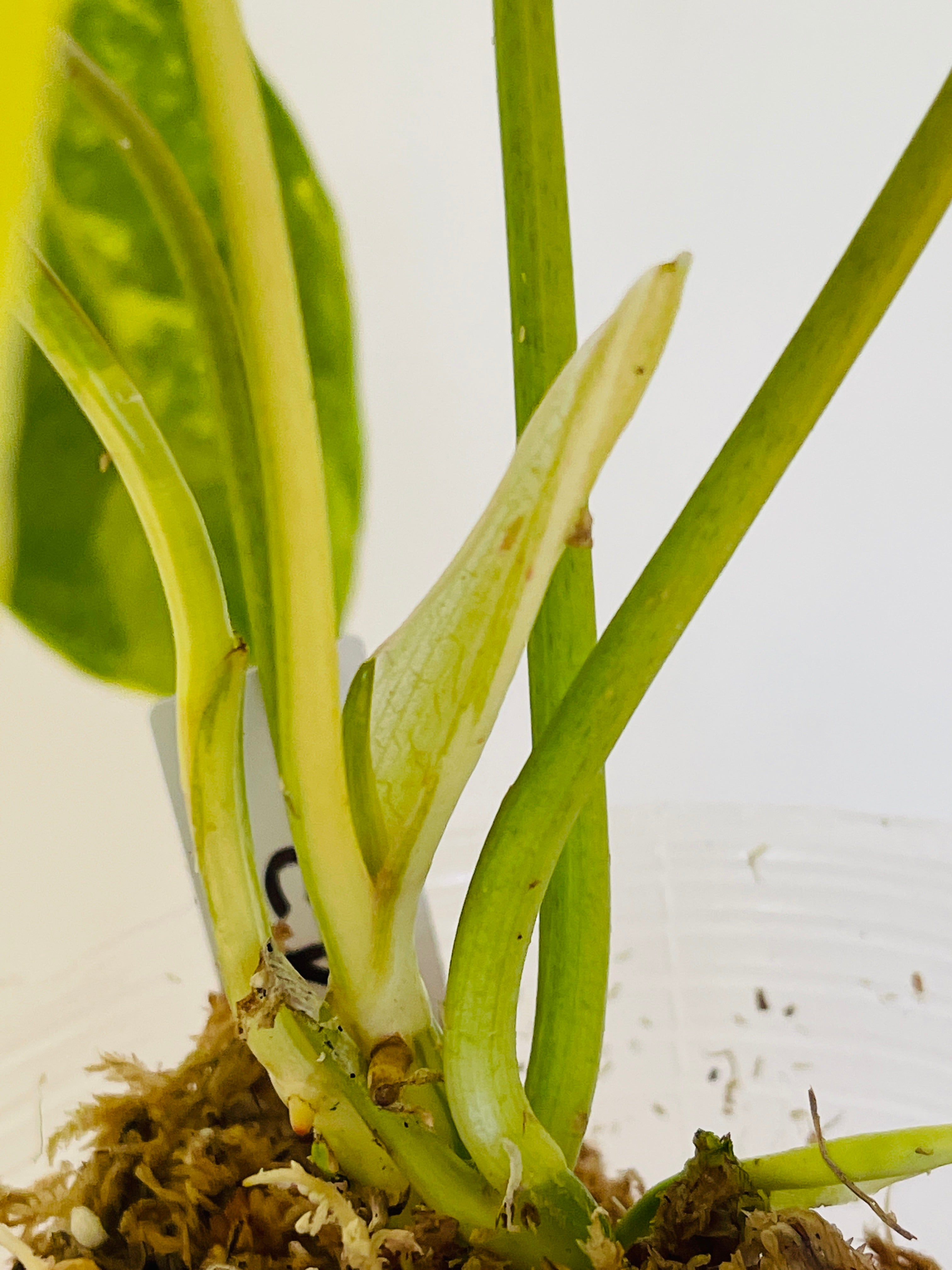 Philodendron Burle Marx Variegated 5 leaves and 4 new leaves in furling