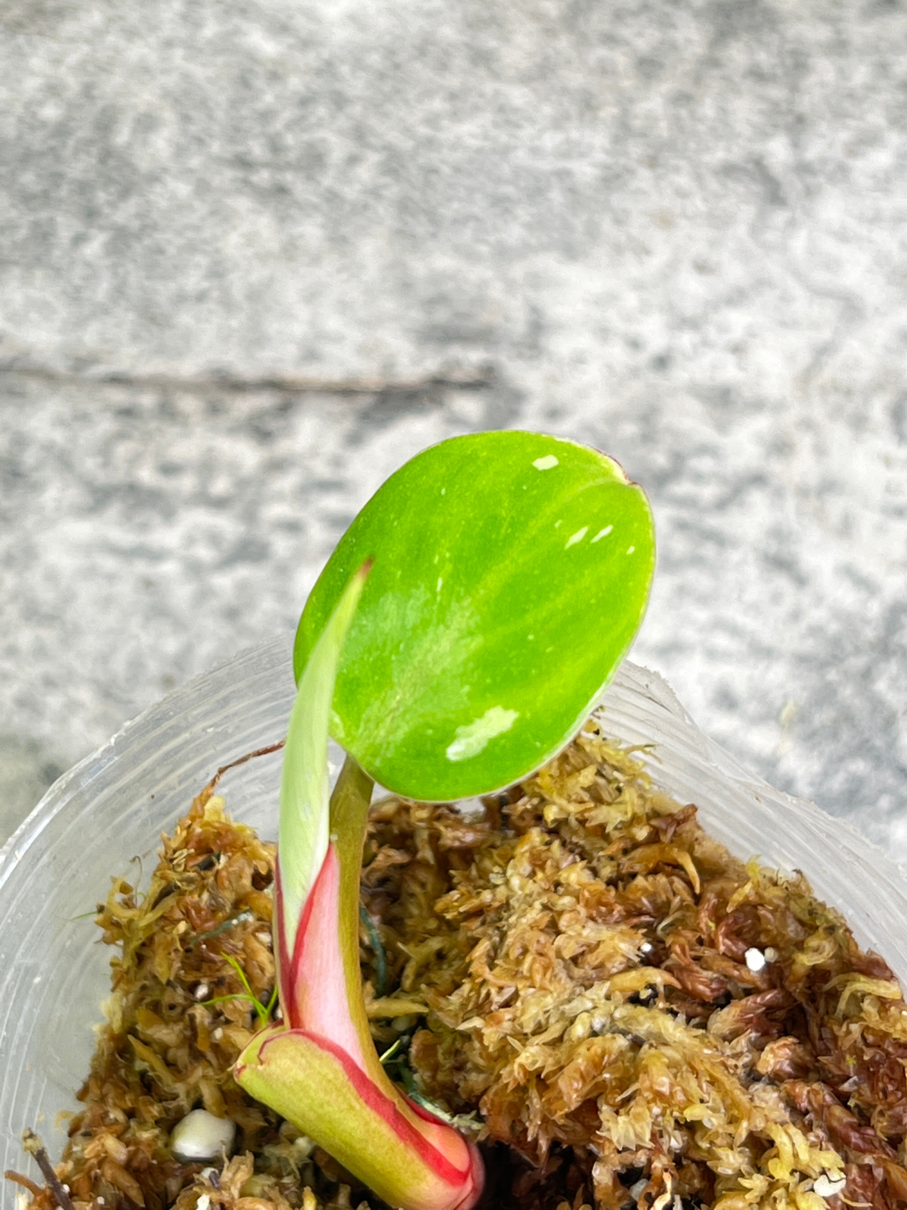 Philodendron white princess rooted 1 leaf 1 sprout