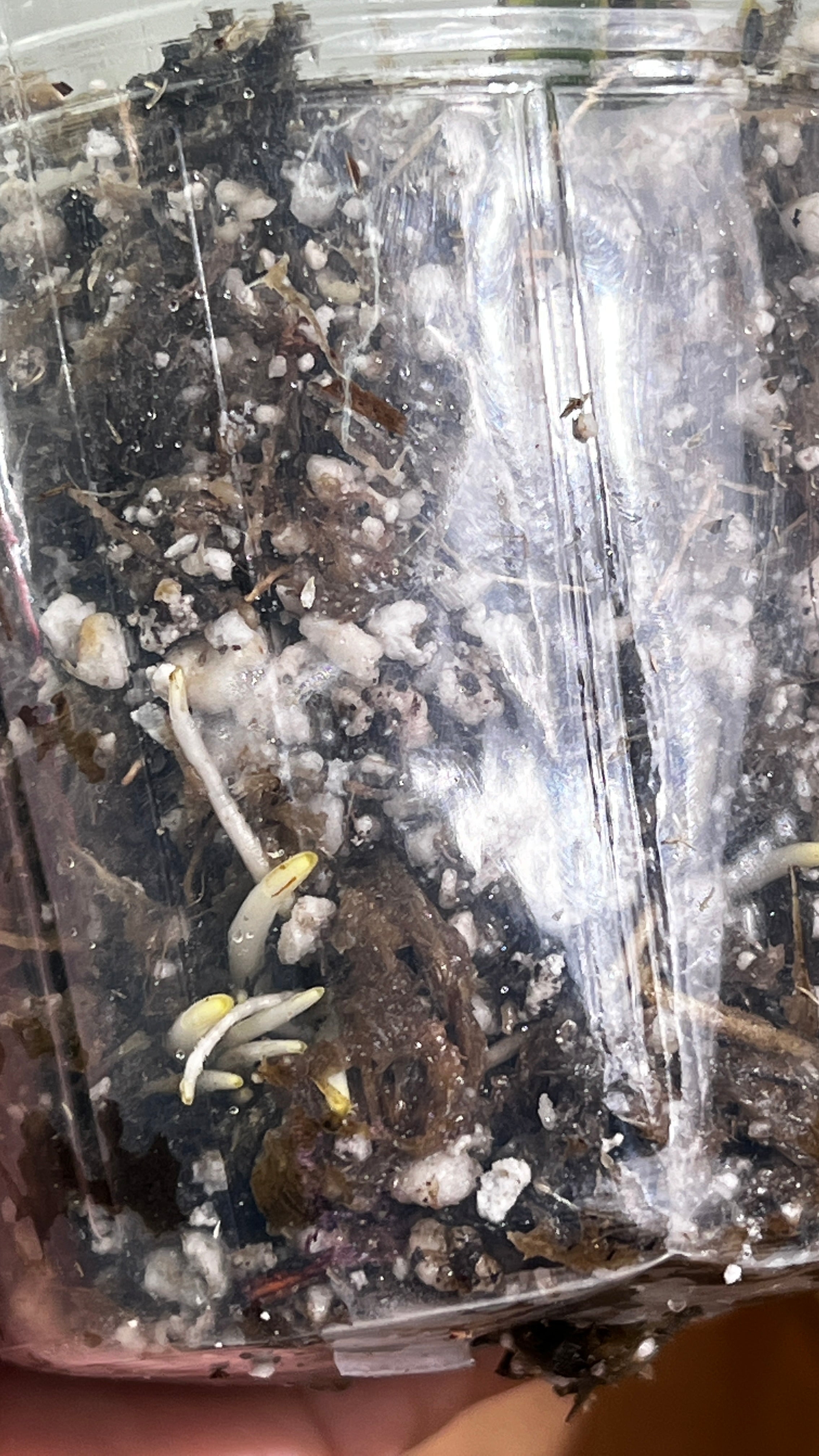 Monstera Thai Constellations rooted 1 leaf