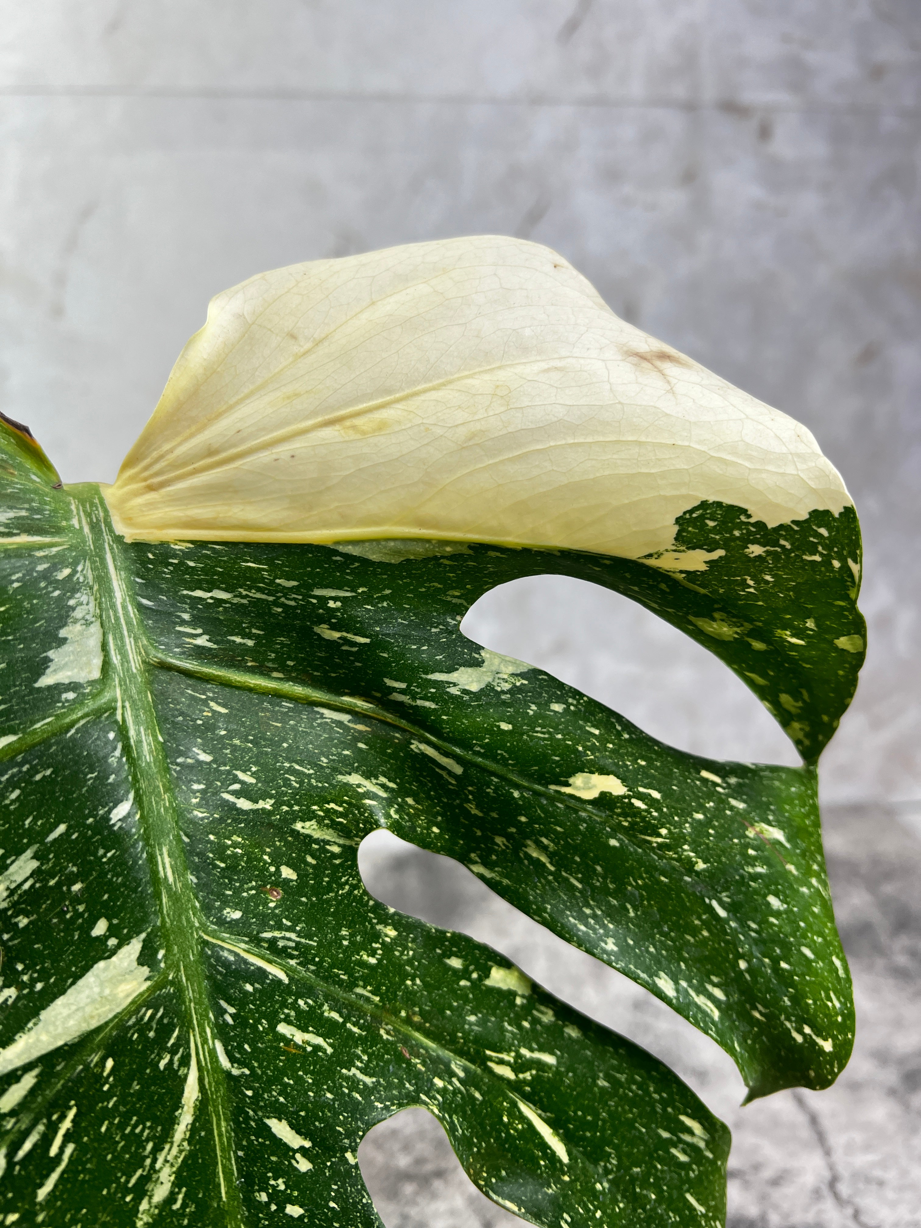 Monstera Thai Constellation Slightly Rooted in soil 1 Highly Variegated leaf 1 sprout Top Cutting