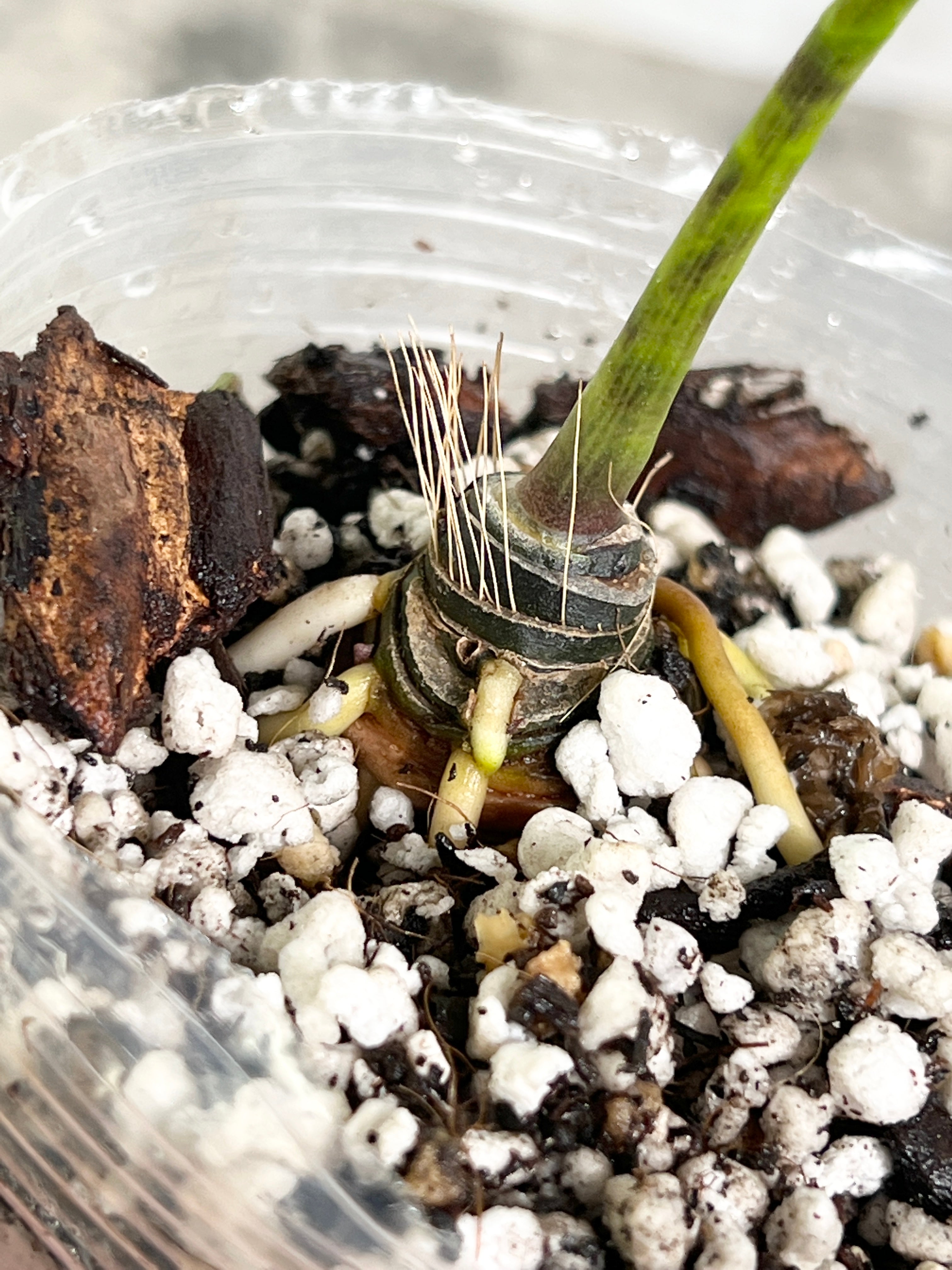 Cyrtosperma Hambalii rooted 1 leaf