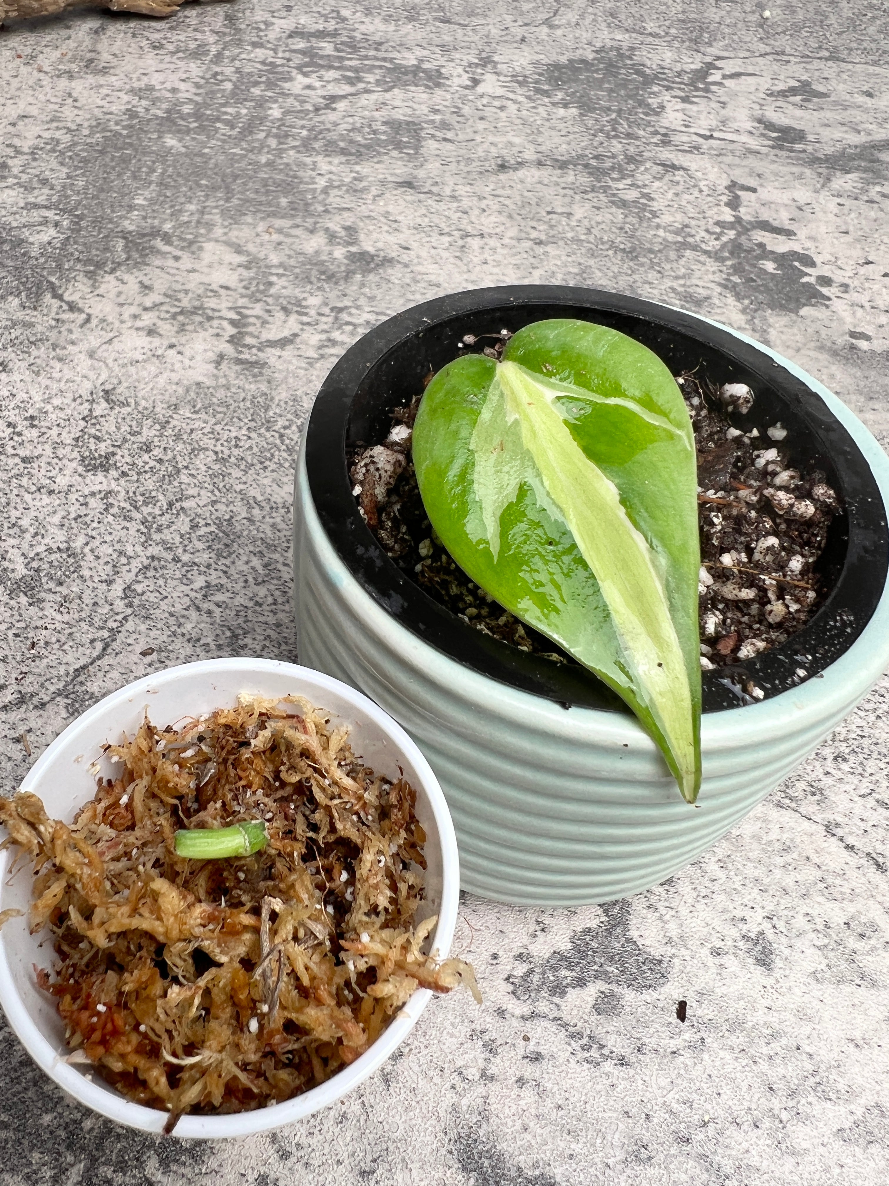 Combo set of 2: 1 philodendron cream splash slightly rooted 1 leaf and 1 epipremnum golden flame rooted node