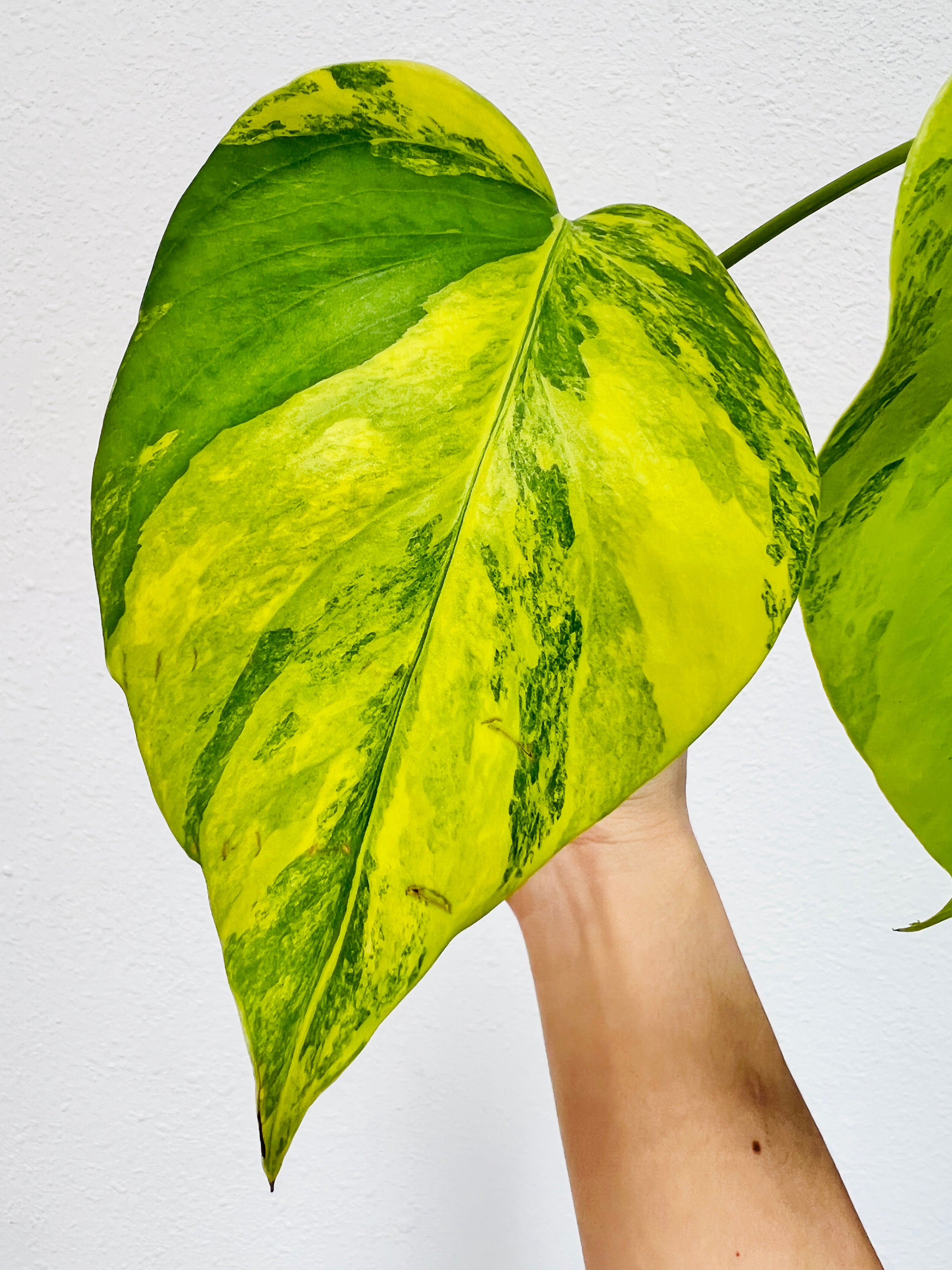 Monstera Aurea (Yellow variegated) small form rooting 2 leaves top cutting highly Variegated