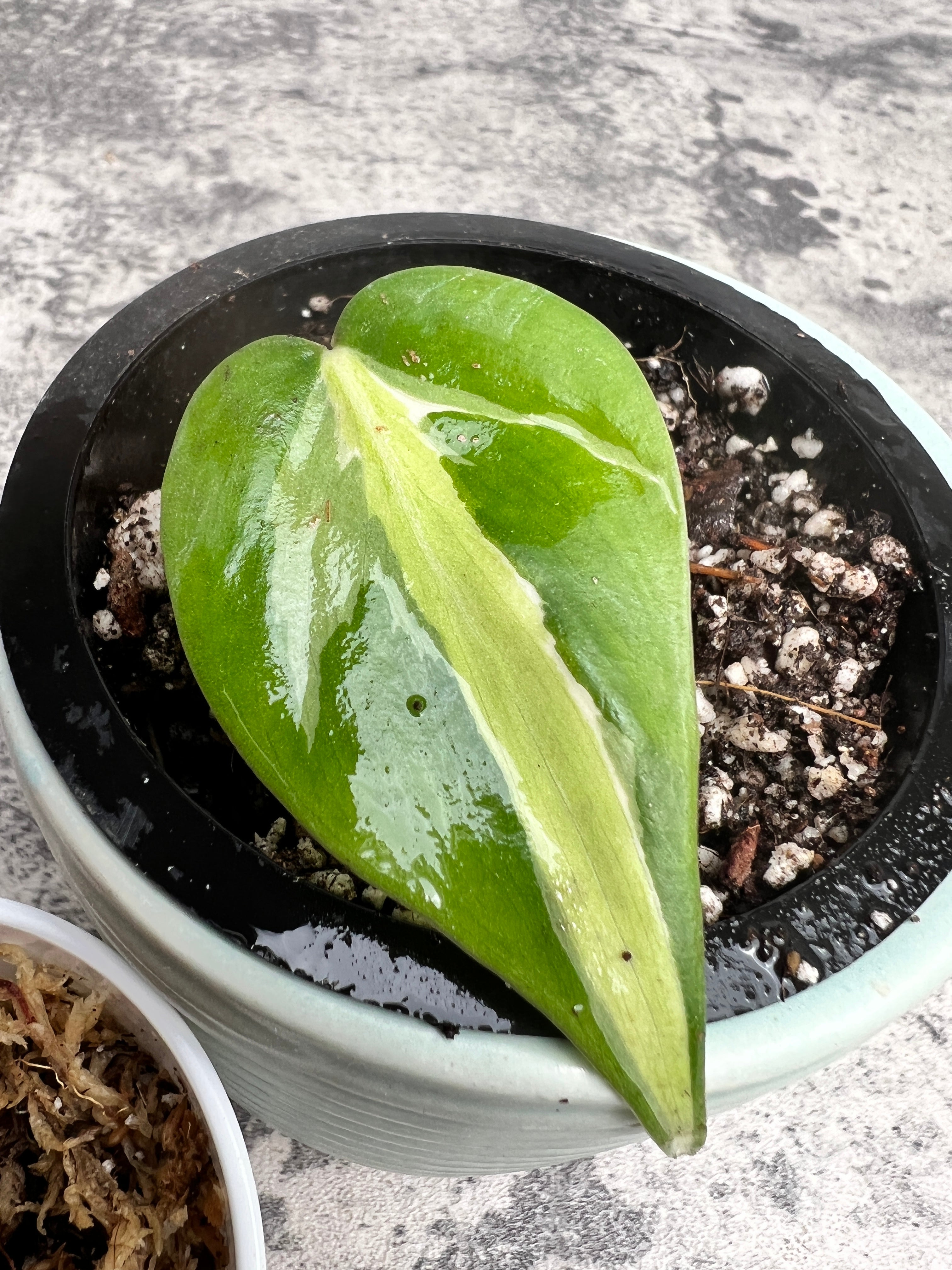 Combo set of 2: 1 philodendron cream splash slightly rooted 1 leaf and 1 epipremnum golden flame rooted node