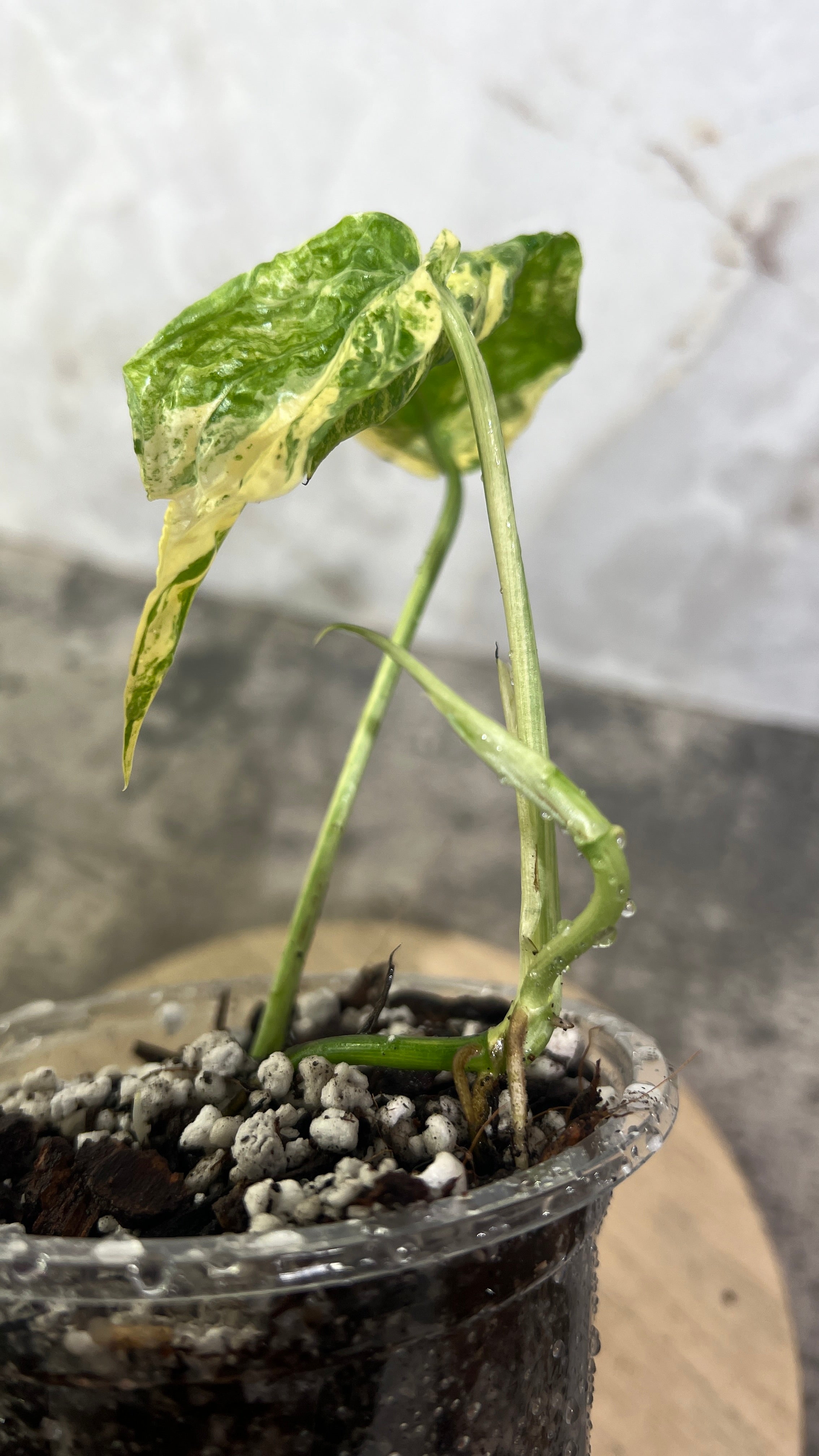 Amydrium Medium Variegated