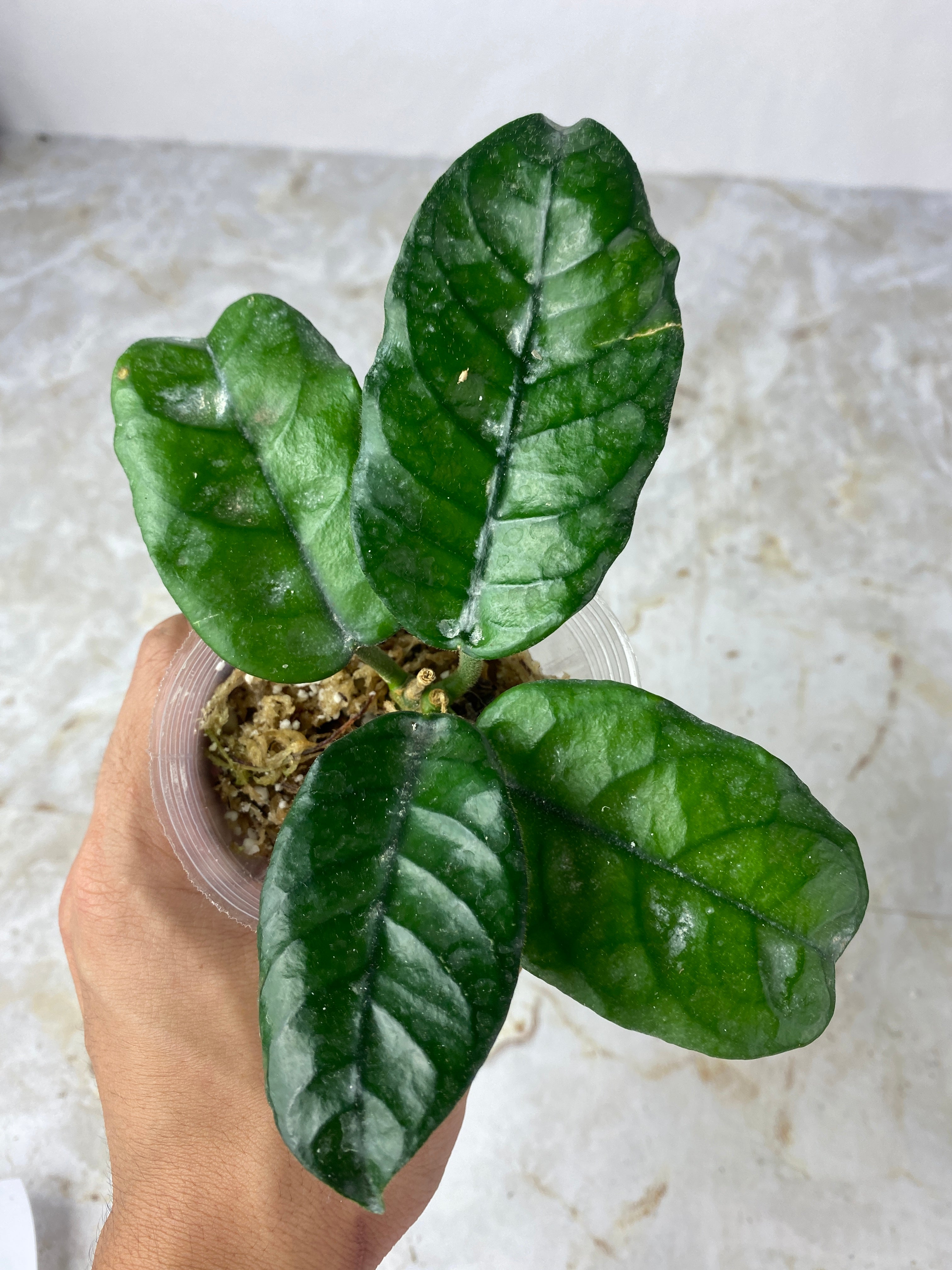 Hoya villosa Cao Bang