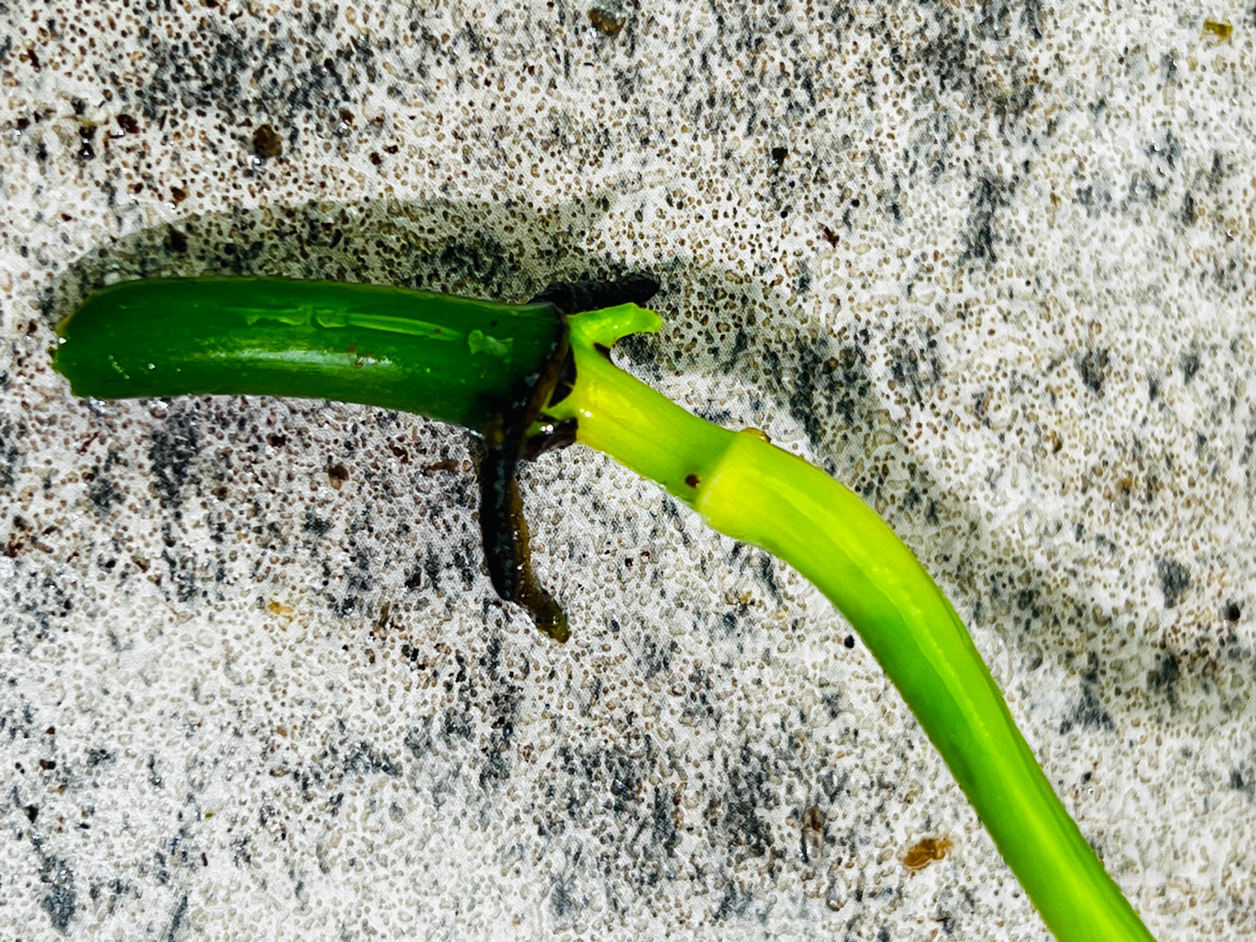 Philodendron Felix 1 leaf 2 sprouts top cutting rooting