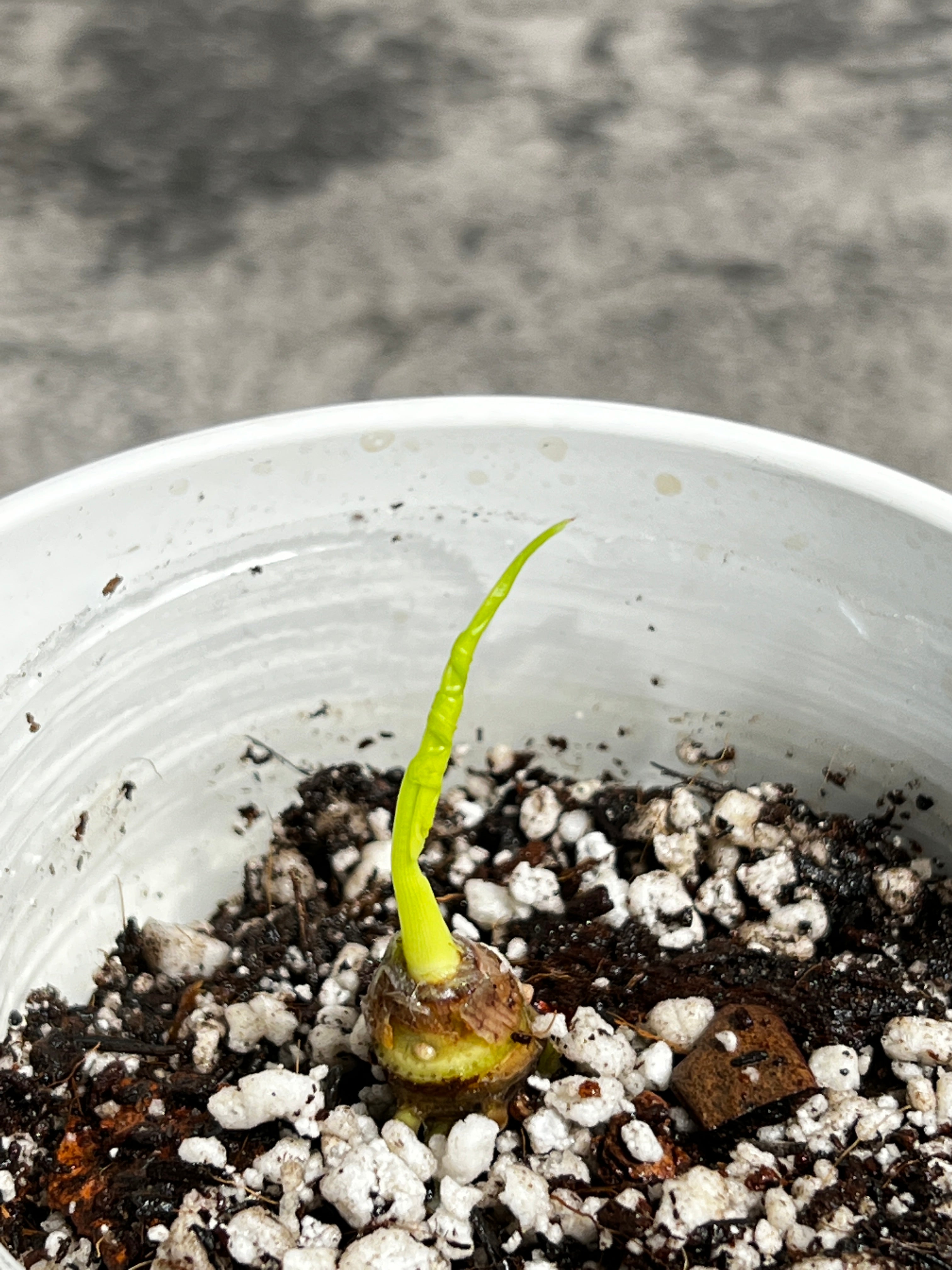 Growers choice Alocasia Jacklyn rooted unfurling leaf with additional node