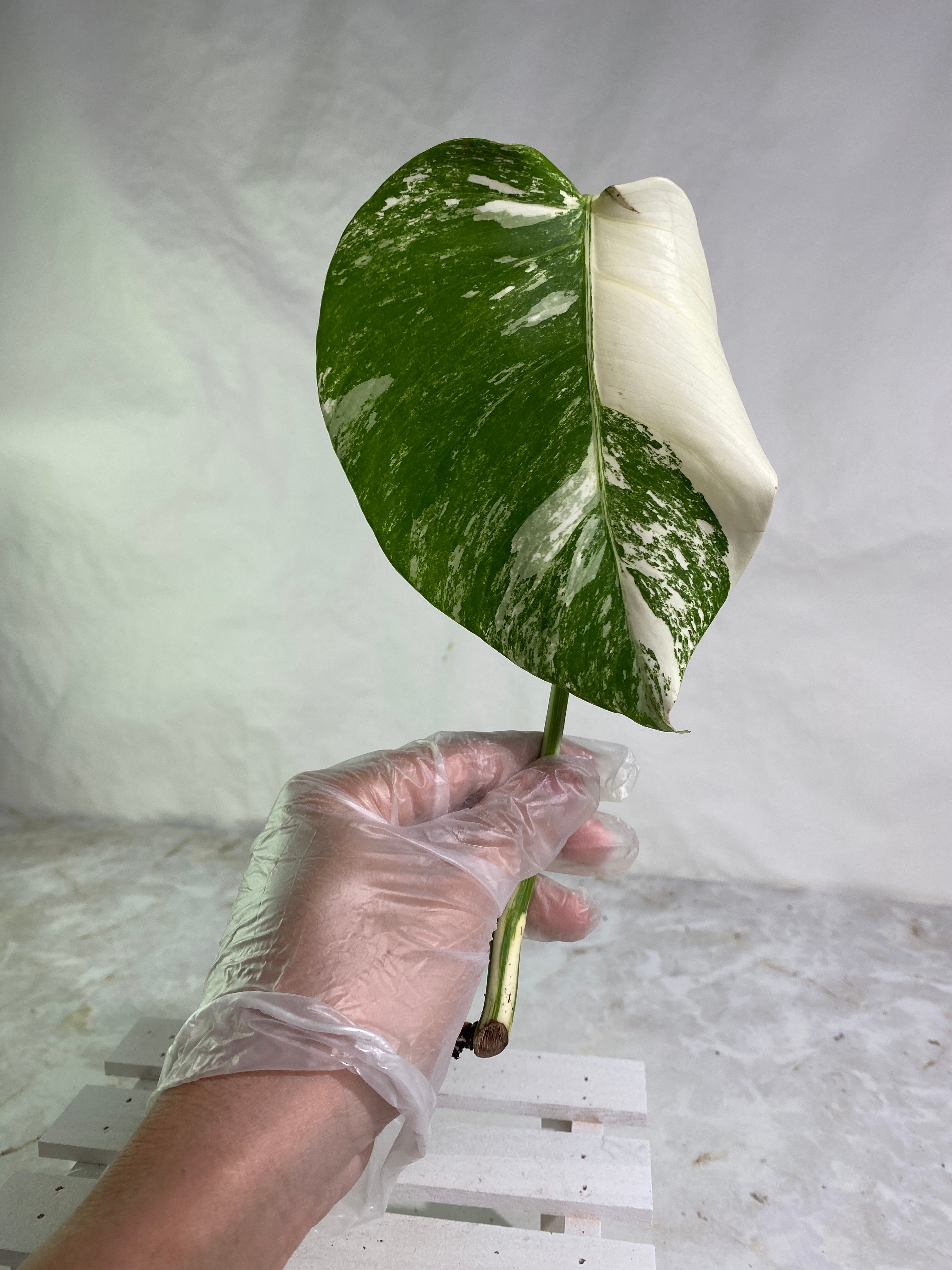 Monstera albo rooting in soil 1 leaf highly Variegated