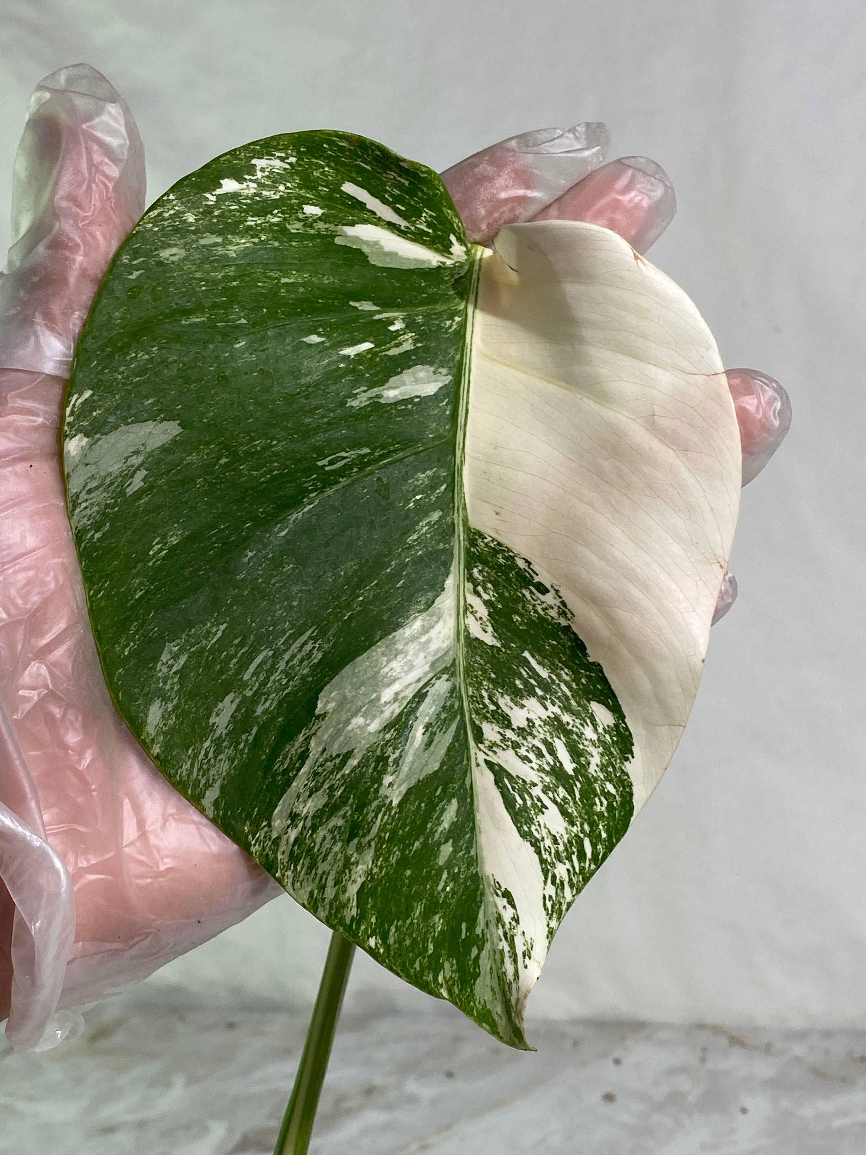 Monstera albo rooting in soil 1 leaf highly Variegated