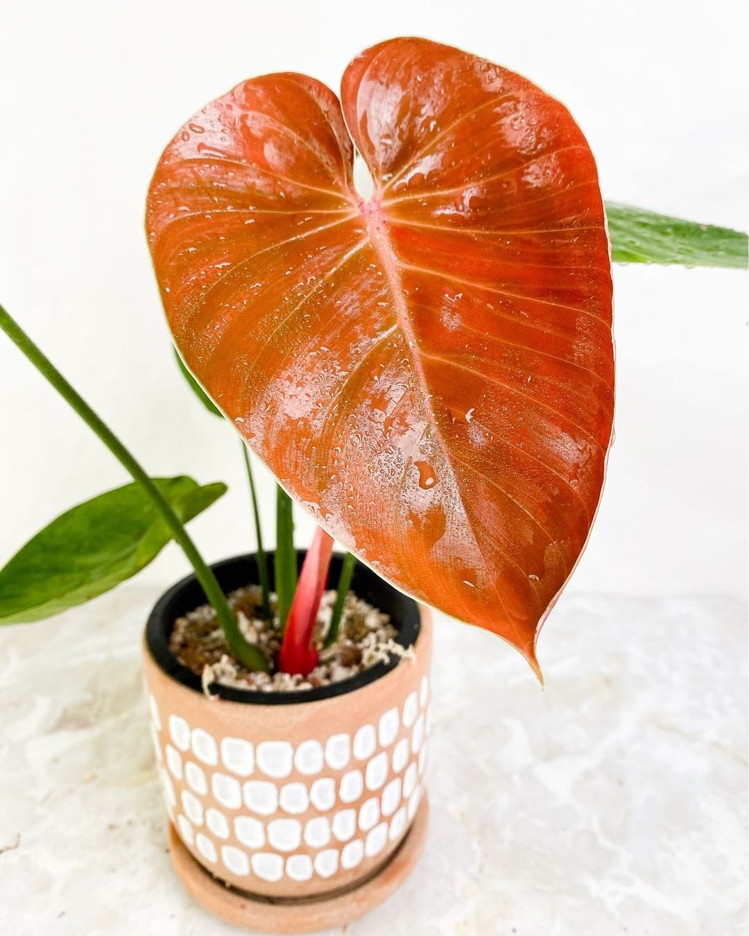 Philodendron lynamii slightly rooted node