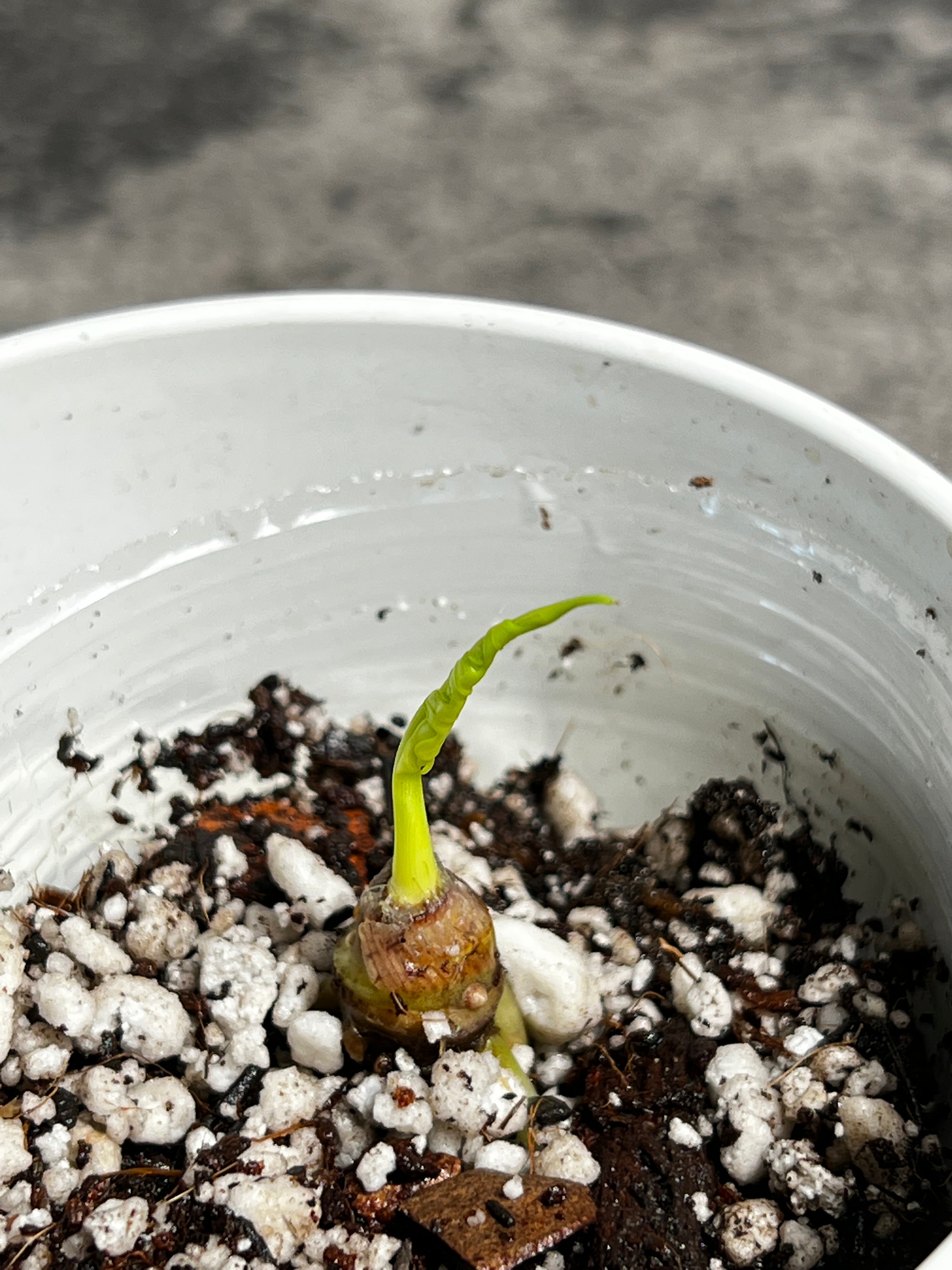 Growers choice Alocasia Jacklyn rooted unfurling leaf with additional node