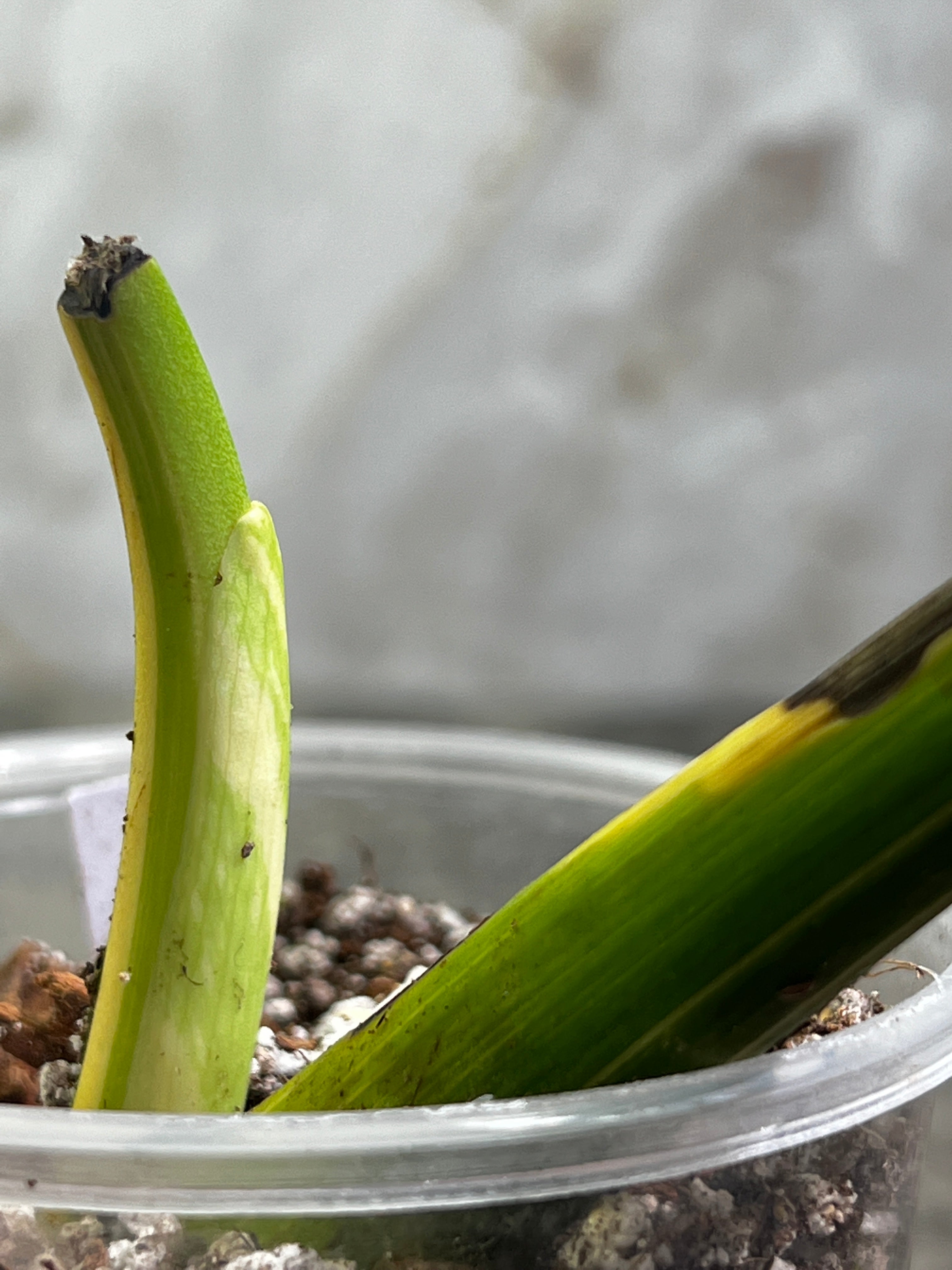 Monstera Thai Constellation Slightly Rooted in soil 1 Highly Variegated leaf 1 sprout Top Cutting