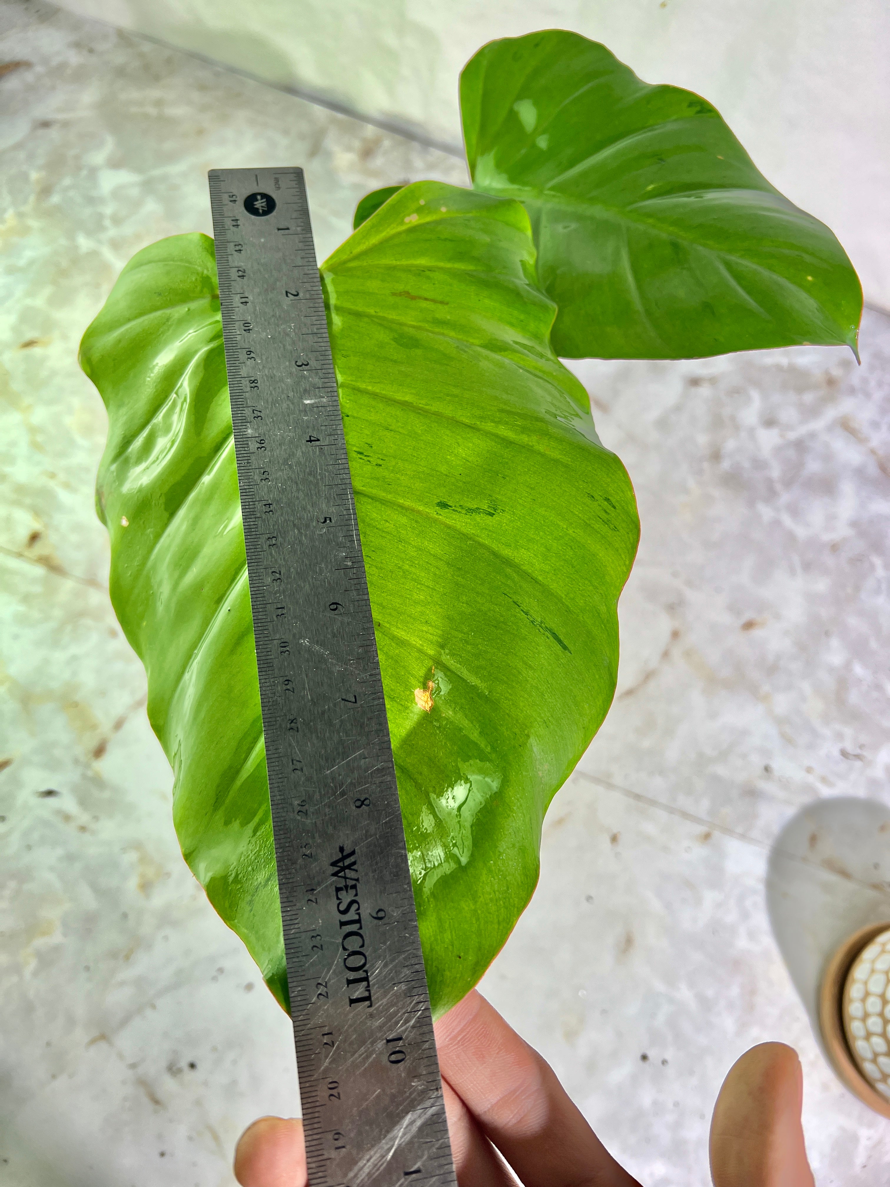 Philodendron snowdrifts rooting in soil 2 huge leaves (10” long)