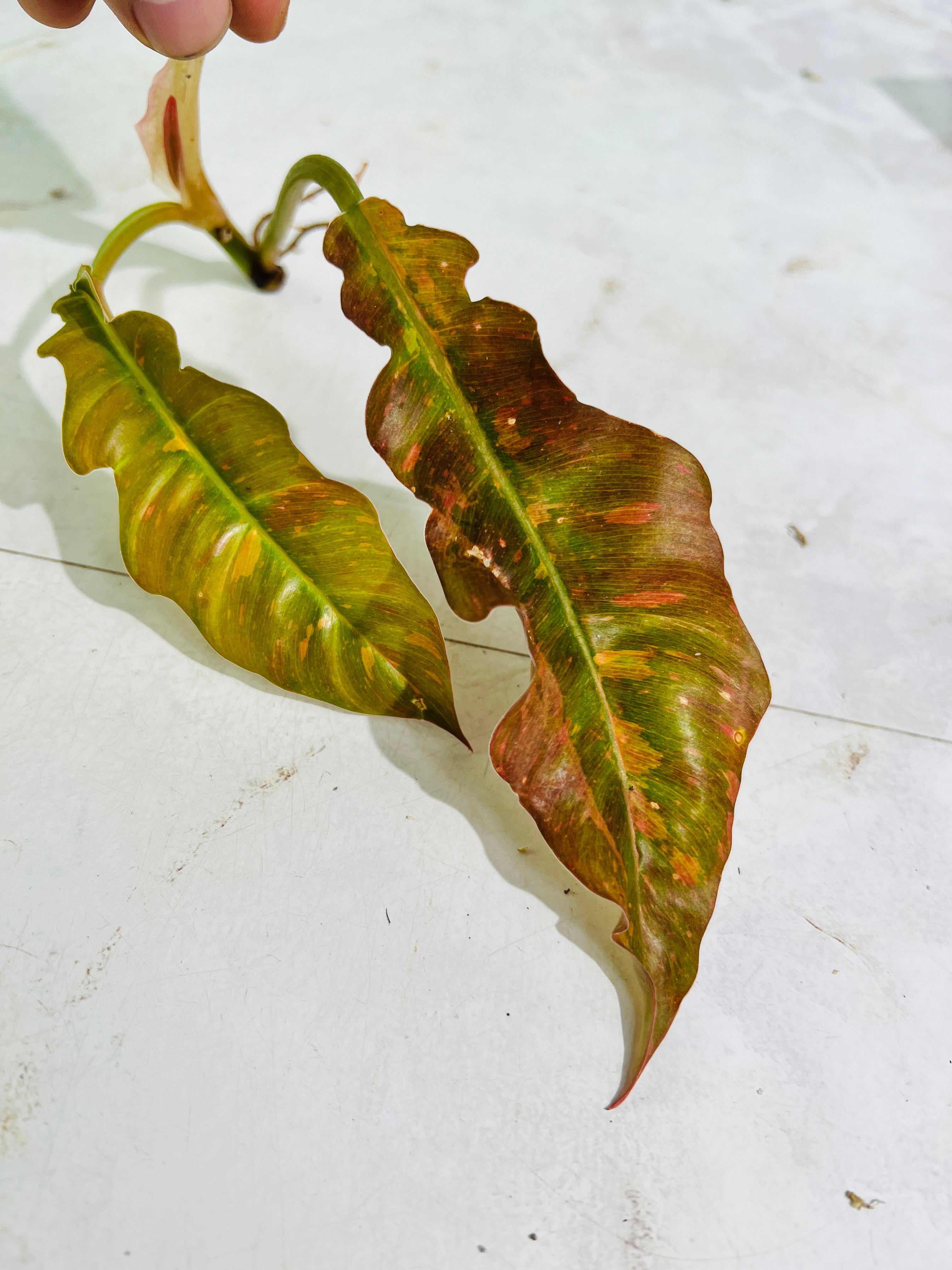 Philodendron ring of fire rooting top cutting 2 leaves 1 sprout