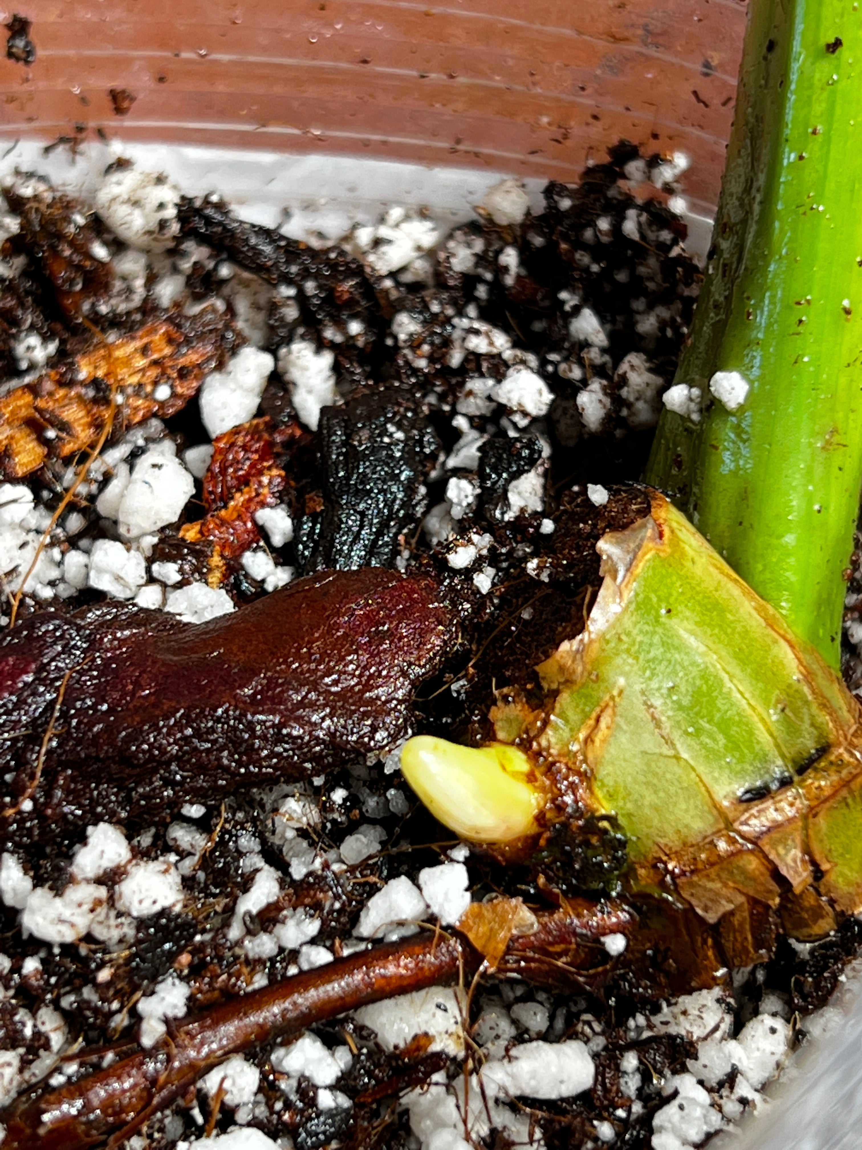 Philodendron jose buono rooted sprout from highly Variegated mother plant
