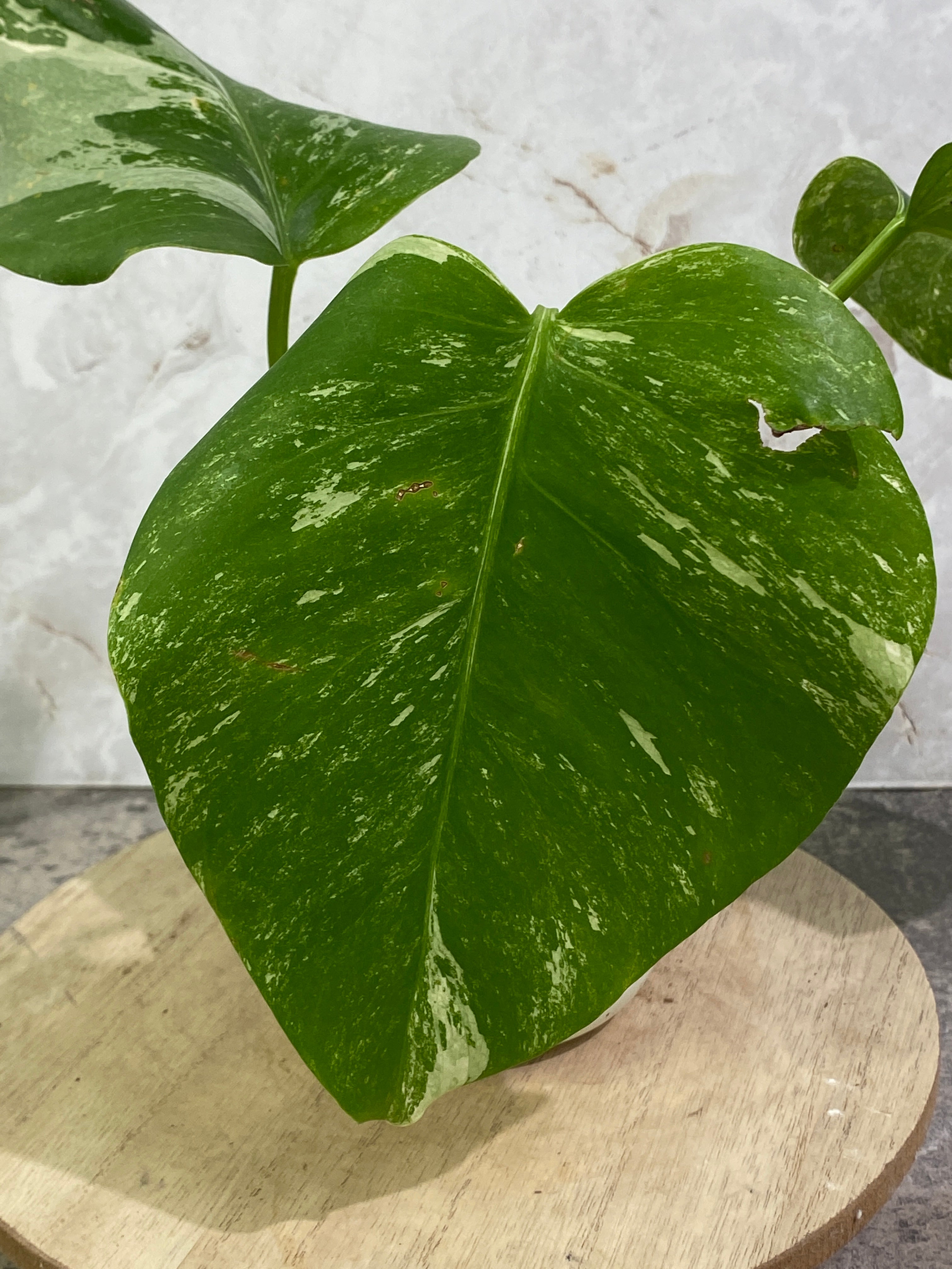 Monstera Albo 3 leaves rooting