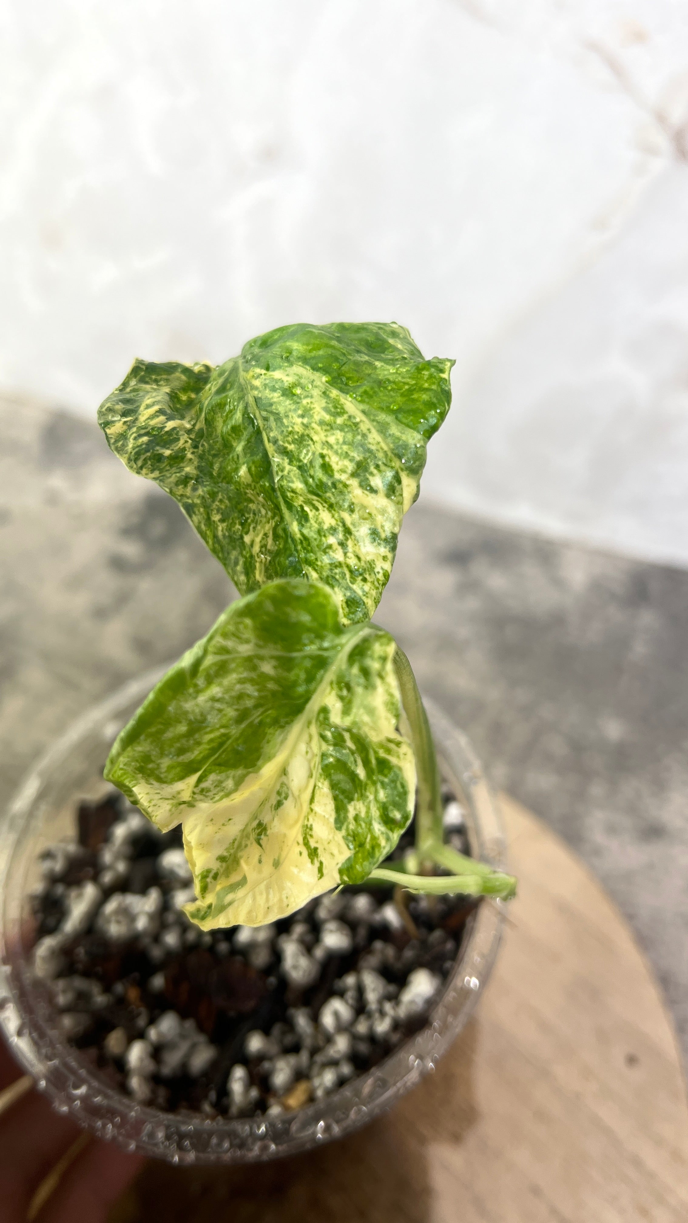 Amydrium Medium Variegated