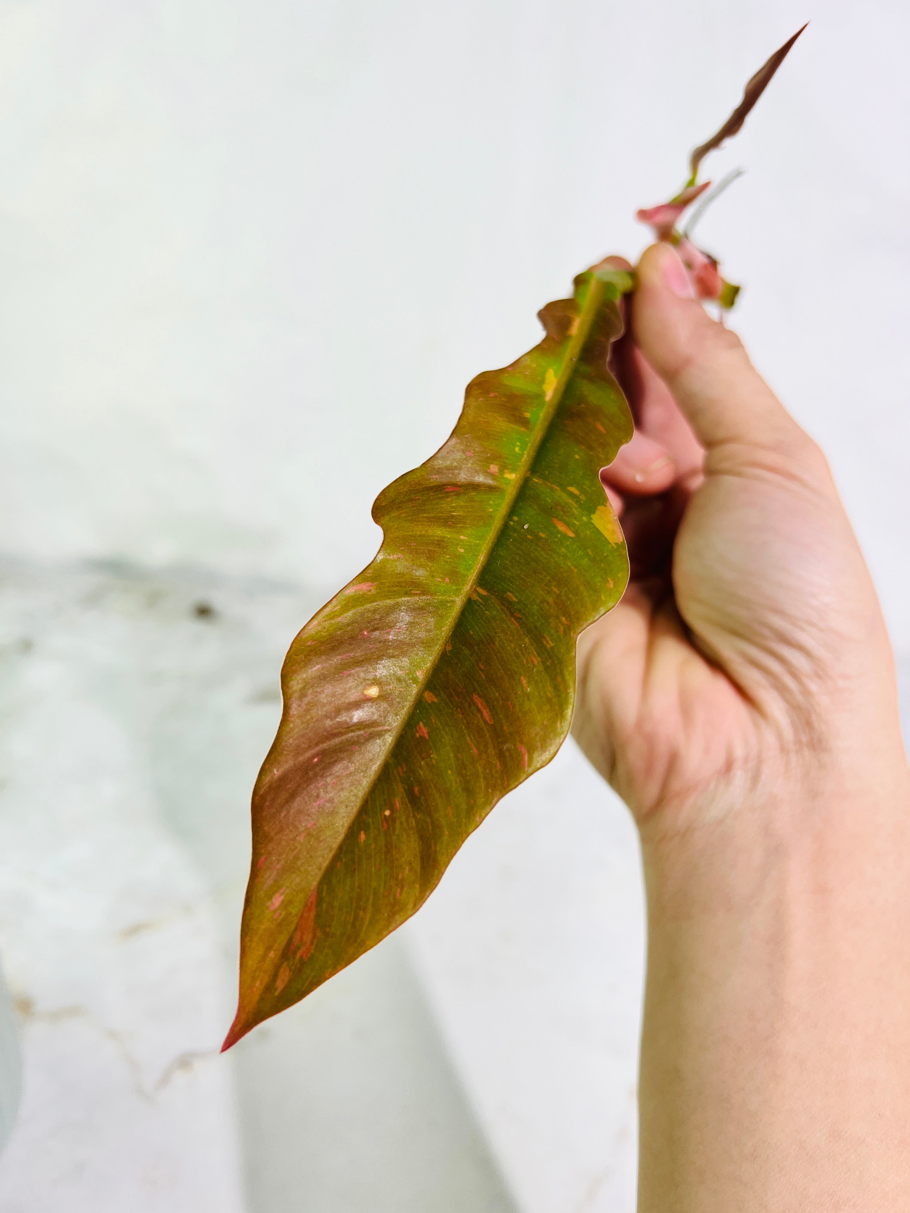 DO NOT BUY Philodendron ring of fire rooting top cutting 2 leaves 1 sprout
