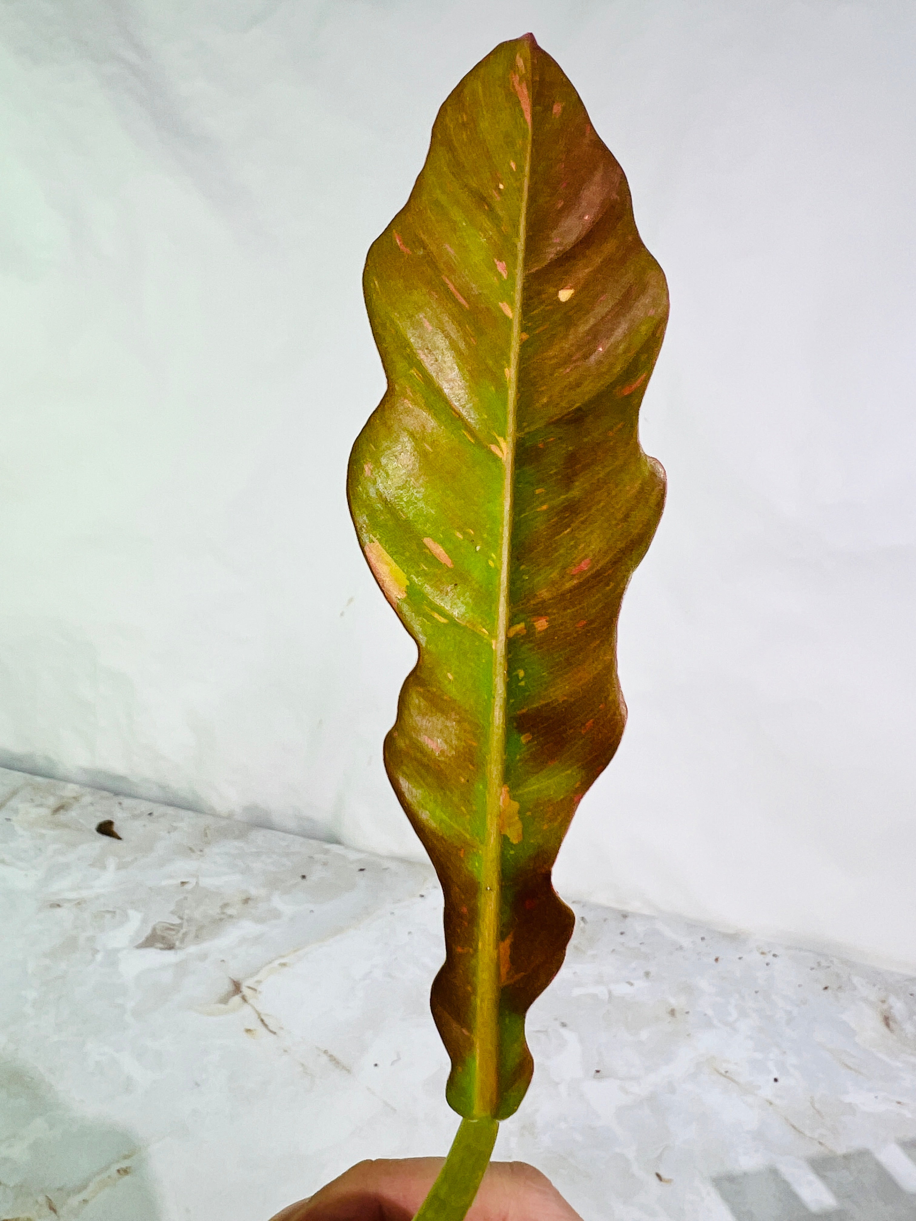 DO NOT BUY Philodendron ring of fire rooting top cutting 2 leaves 1 sprout