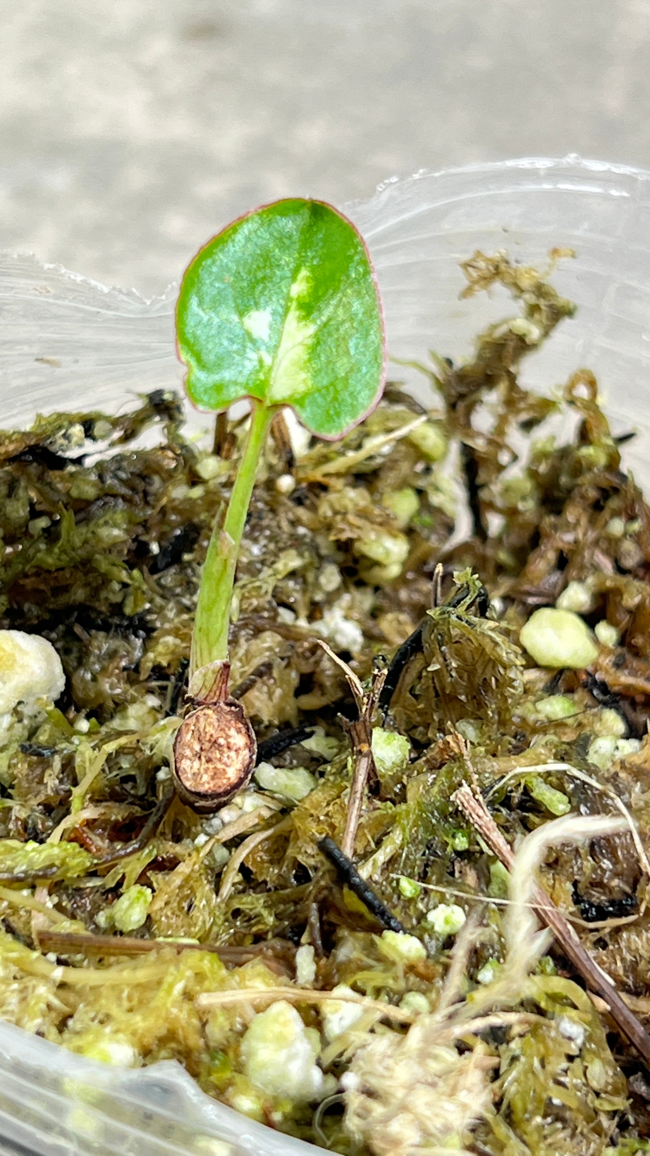 Syngonium red spot tricolor rooted 1 leaf