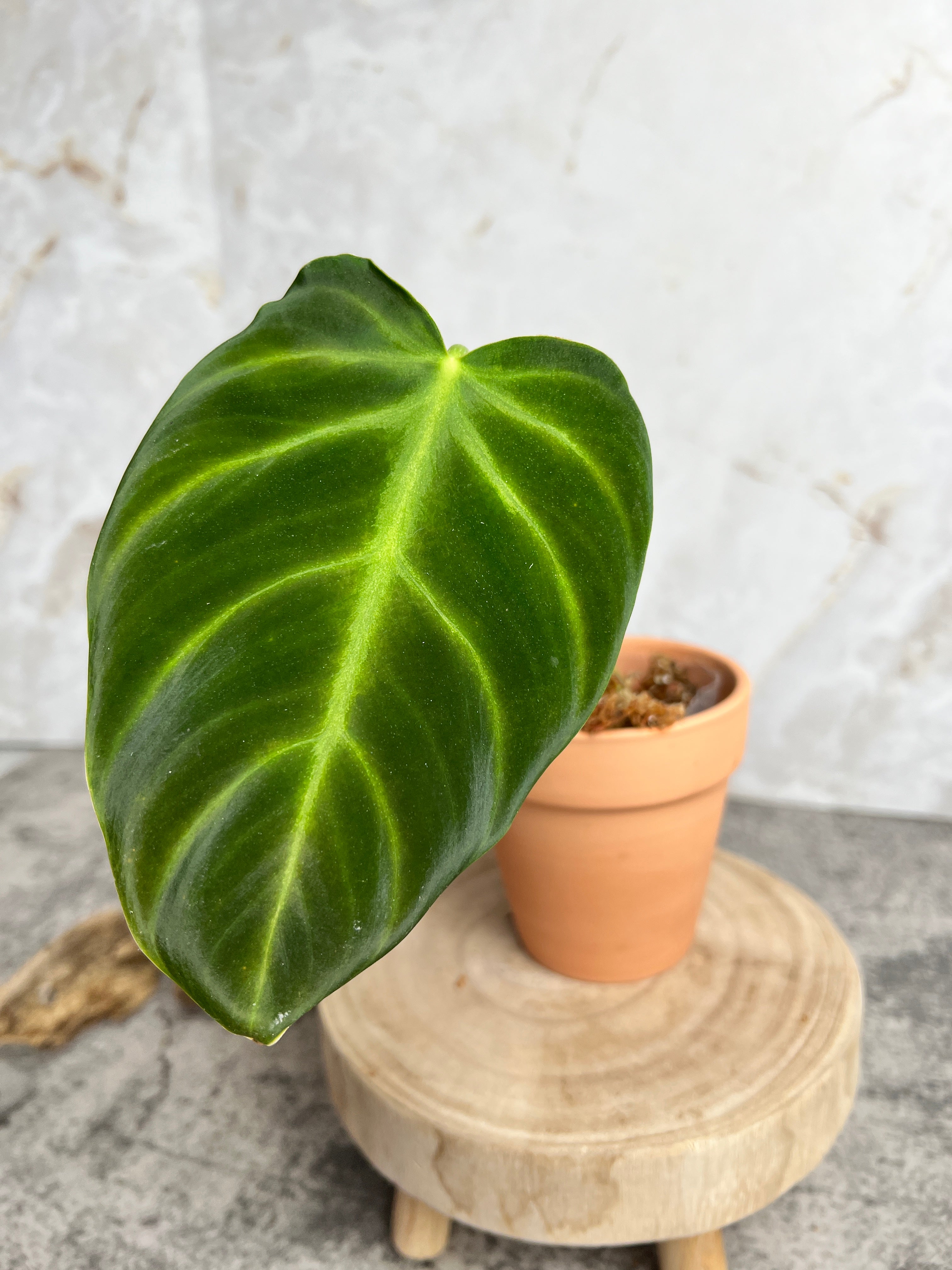 Philodendron luxurians rooted 1 leaf 1 sprout