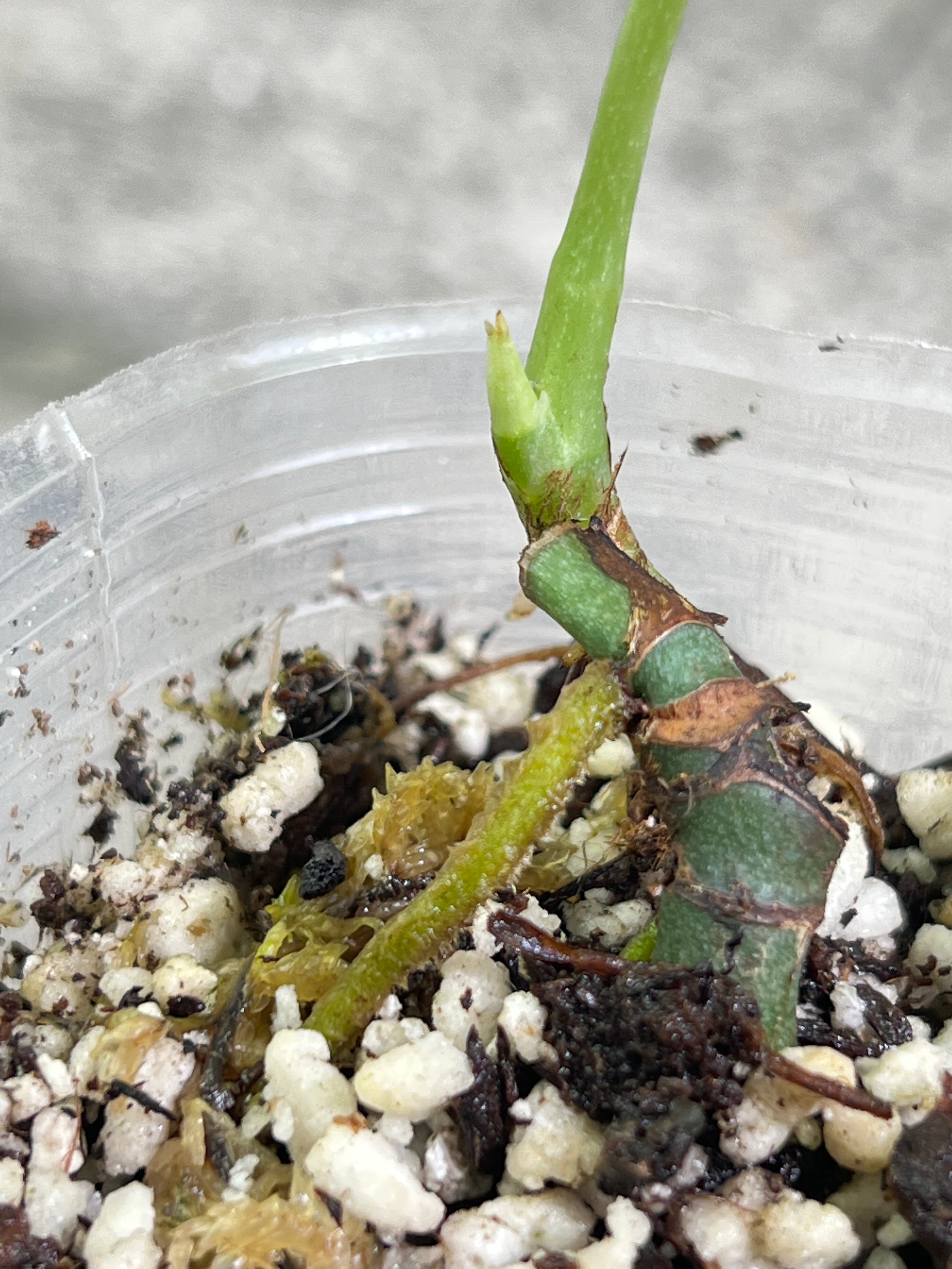 Growers choice Amydrium silver node with 1 leaf 1 sprout rooted