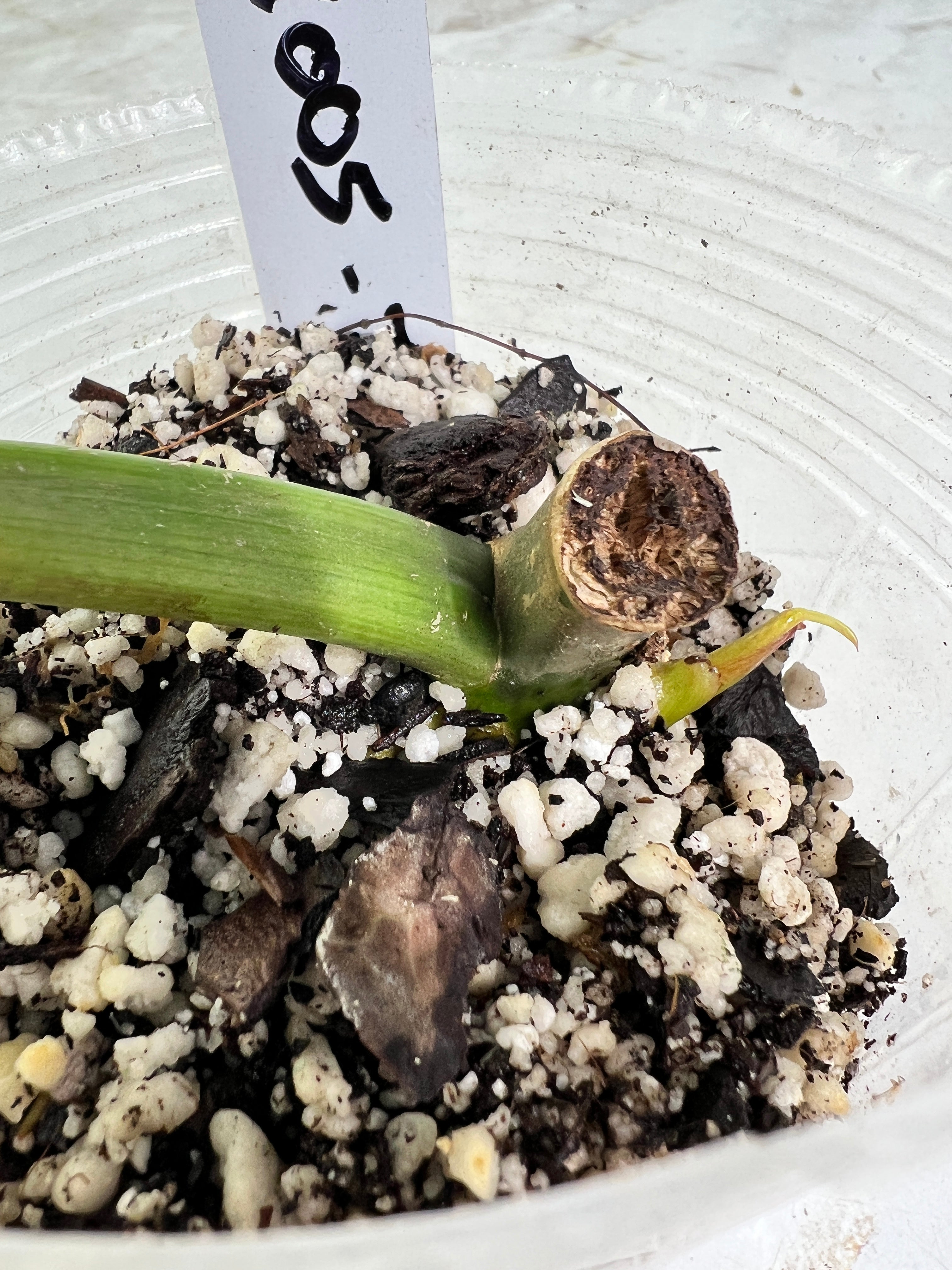 Philodendron Paraiso Verde Rooted sprout