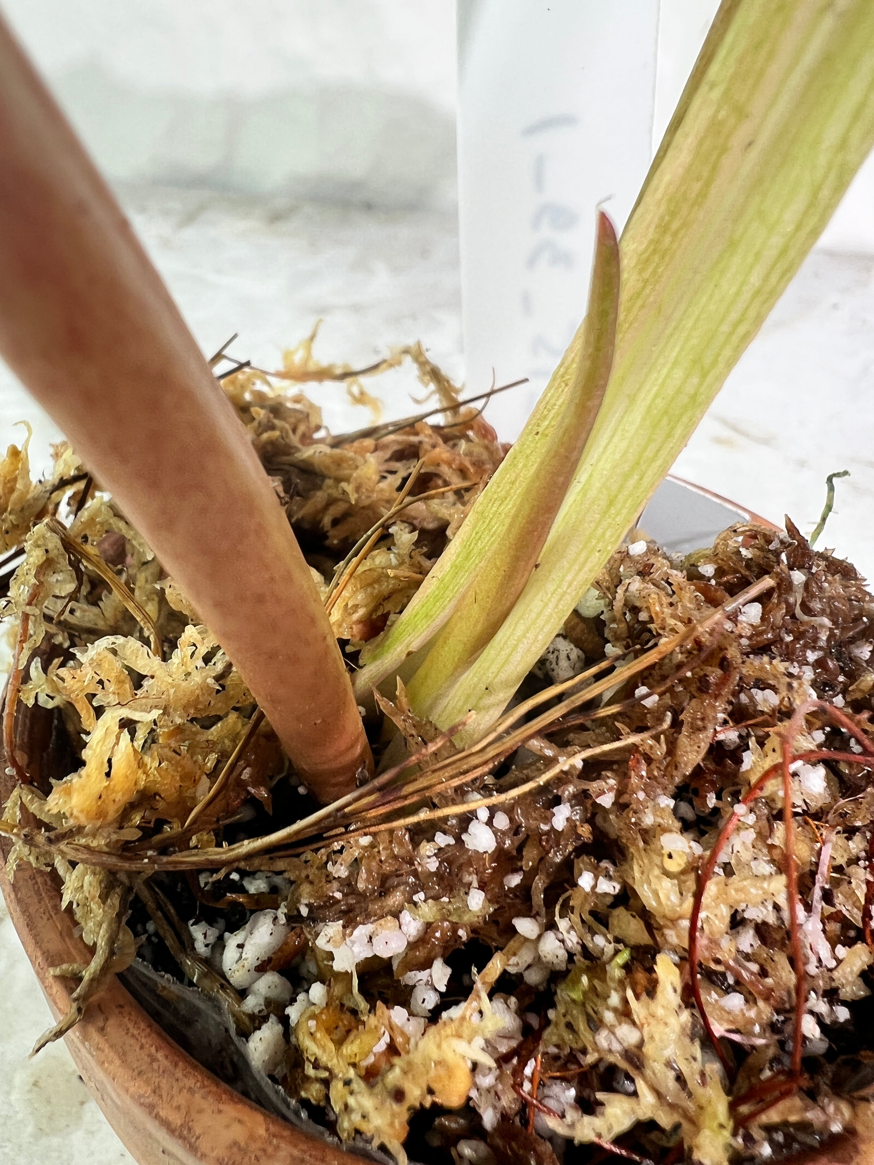 Philodendron snowdrifts rooting in soil 2 leaves (9.5” long) 1 sprout top cutting
