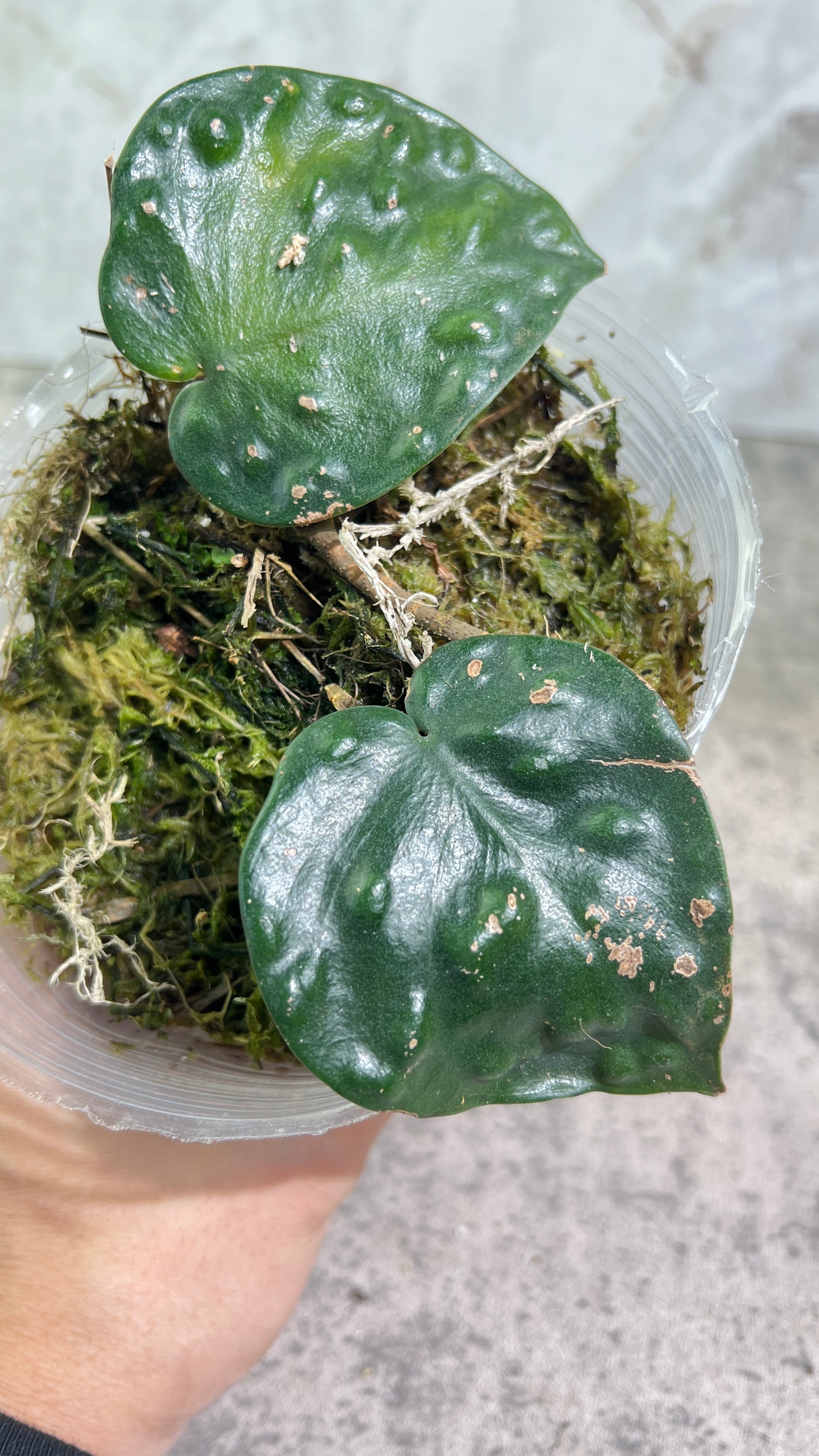 Scindapsus black mamba rooted 2 leaves 1 sprout