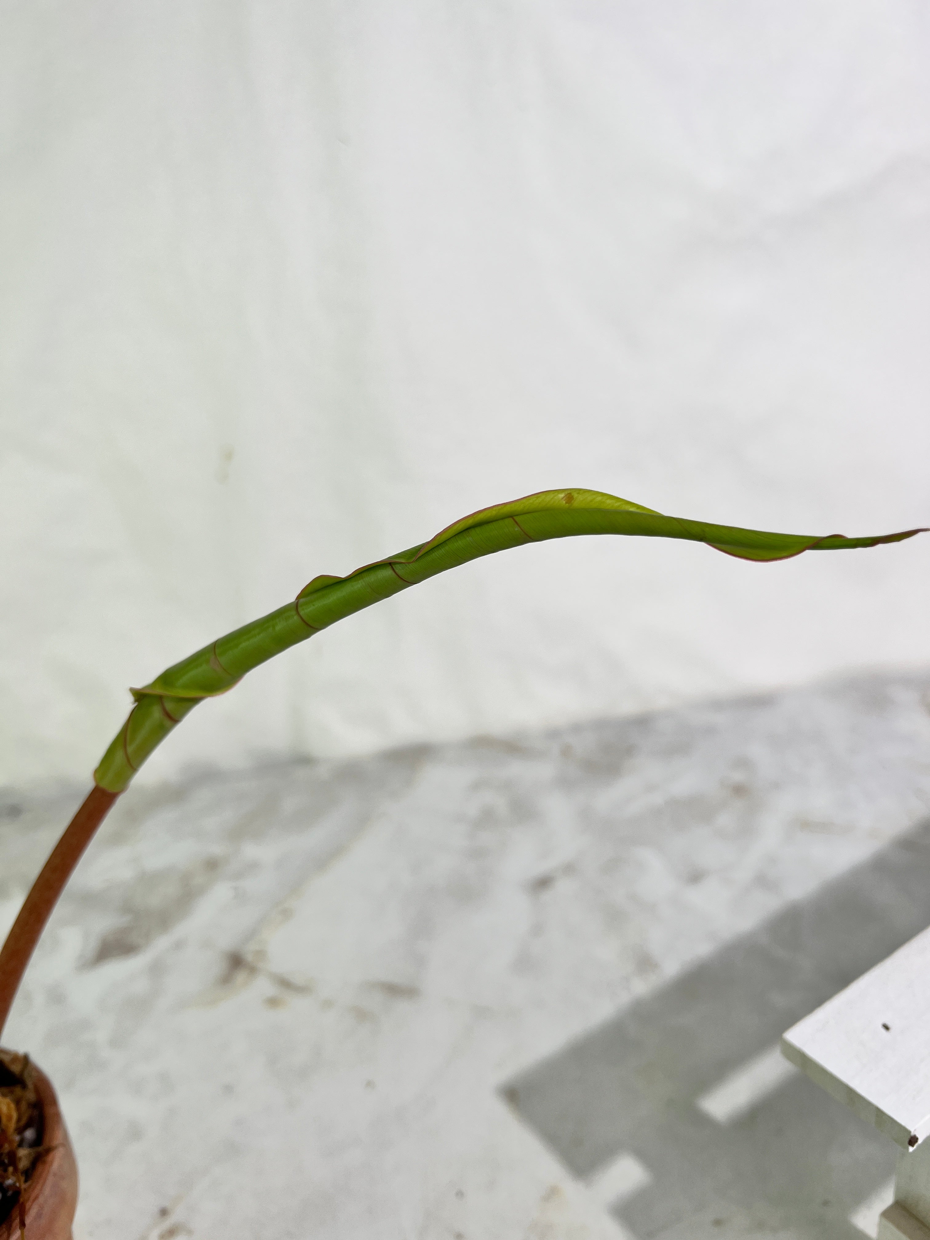 Philodendron snowdrifts rooting in soil 2 leaves (9.5” long) 1 sprout top cutting