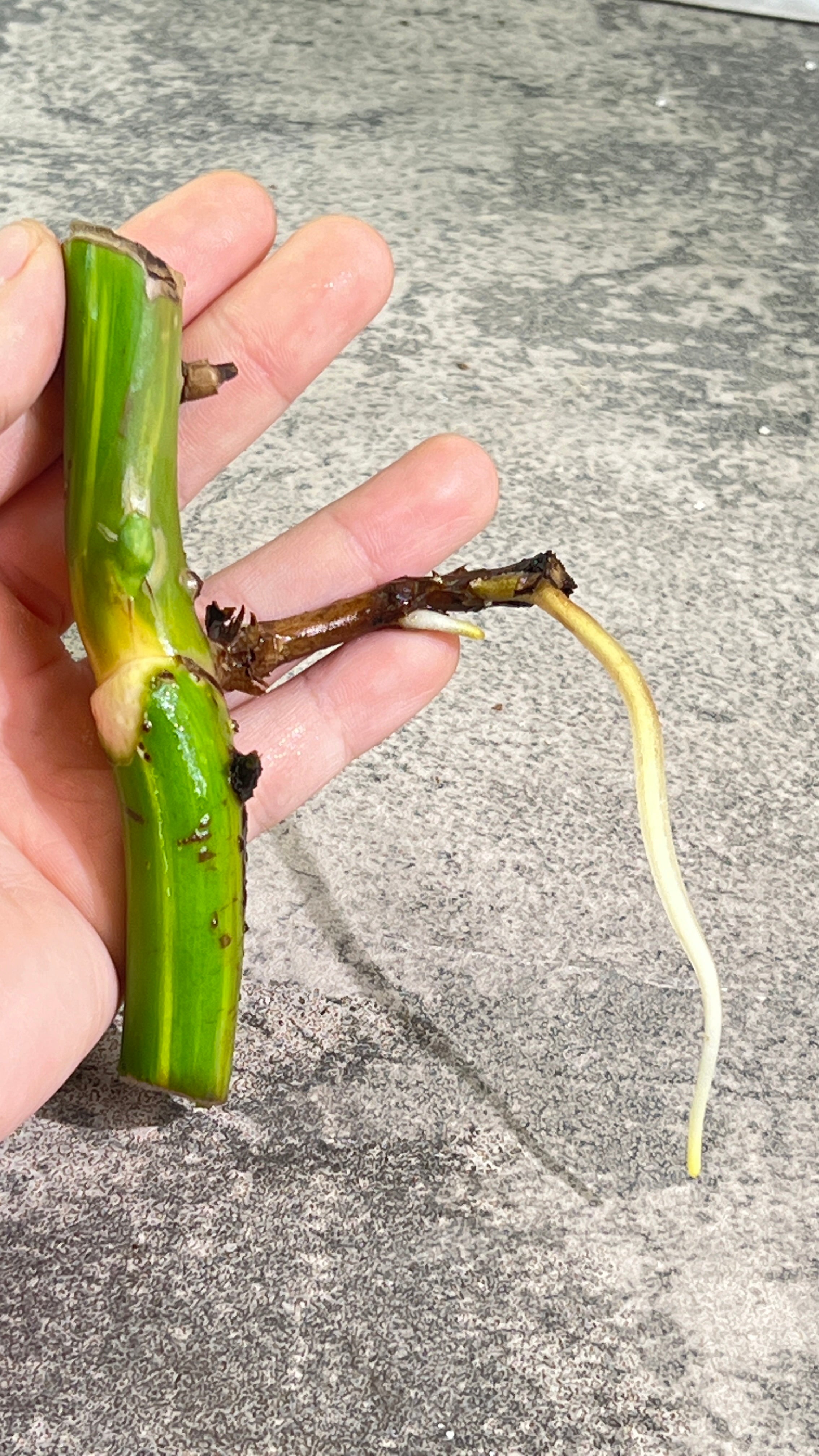 Monstera aurea rooting big node with 1 activa bud