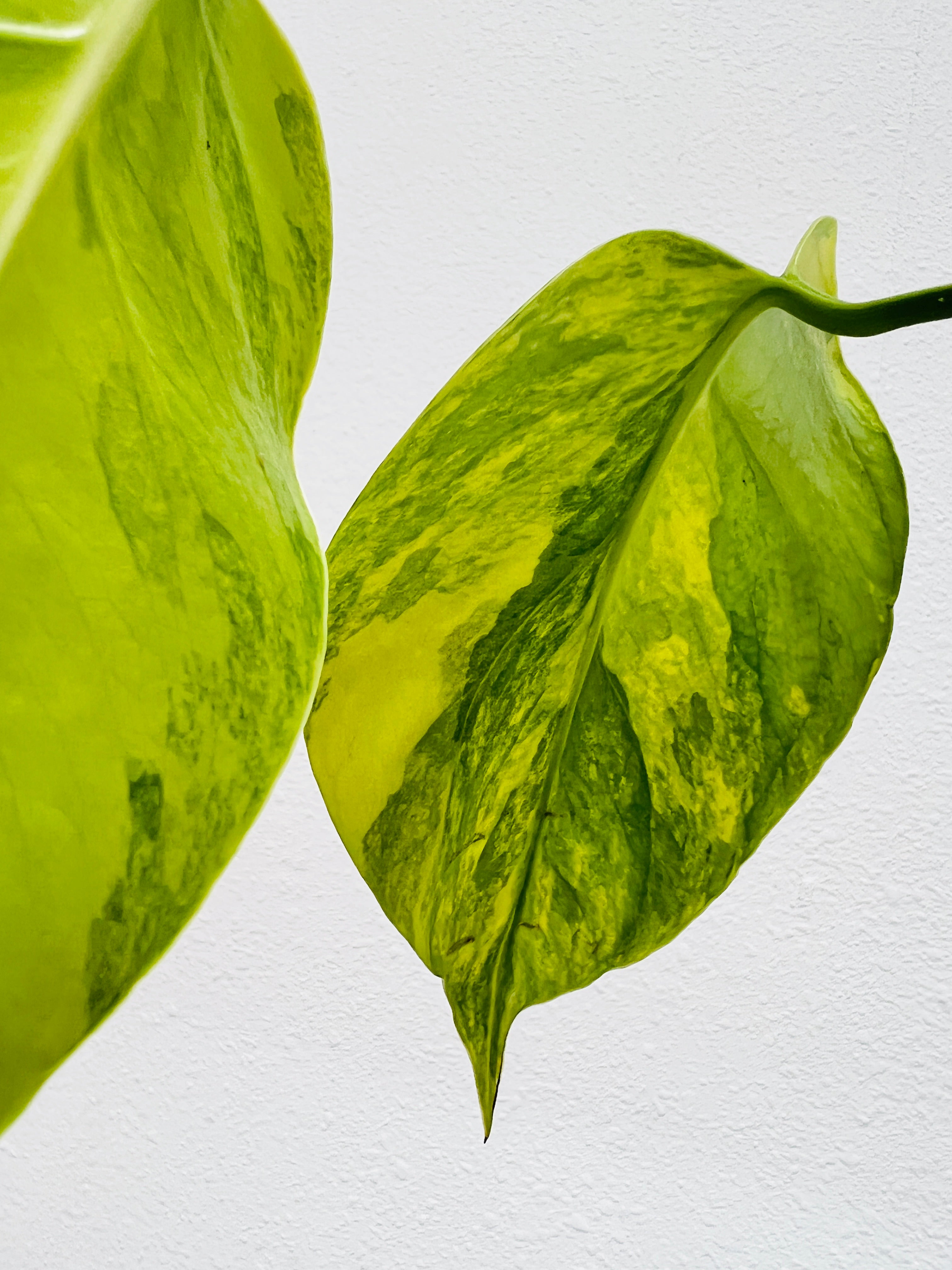 Monstera Aurea (Yellow variegated) small form rooting 2 leaves top cutting highly Variegated