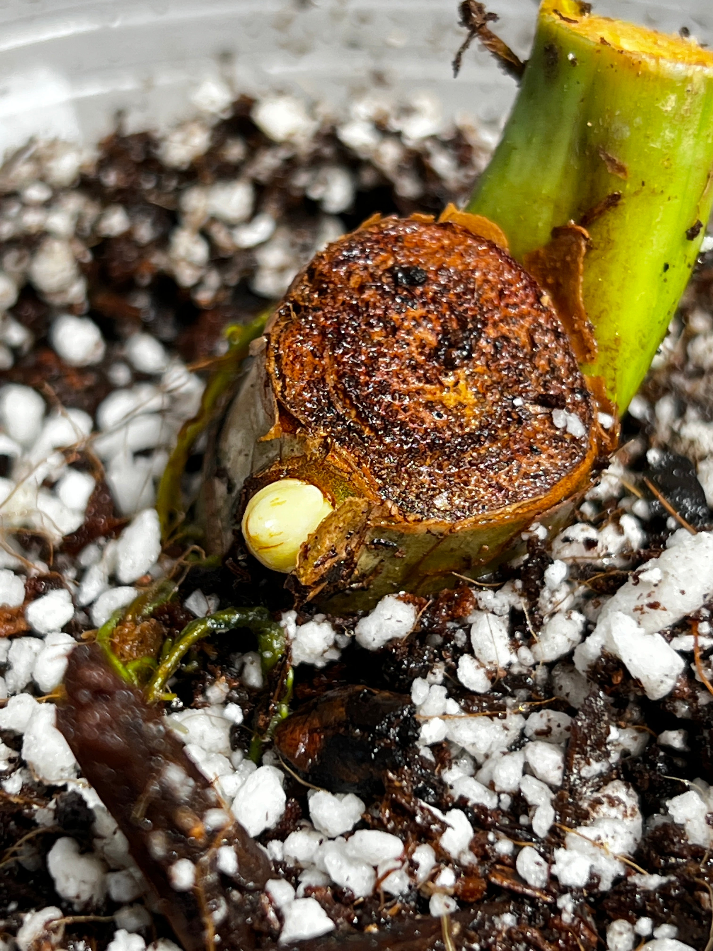 Philodendron jose buono rooted sprout from highly Variegated mother plant