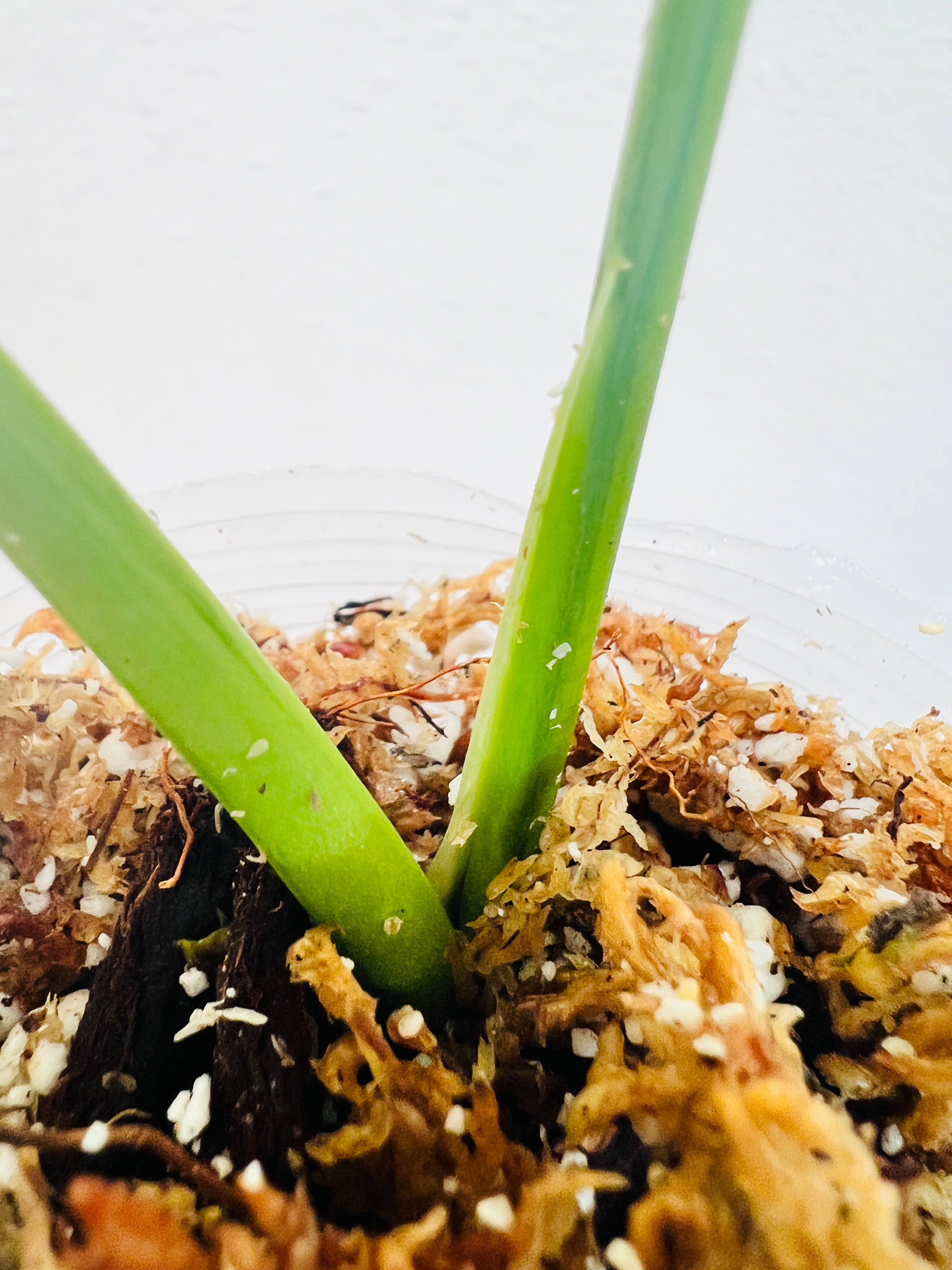 Monstera Aurea (Yellow variegated) small form rooting 2 leaves top cutting highly Variegated