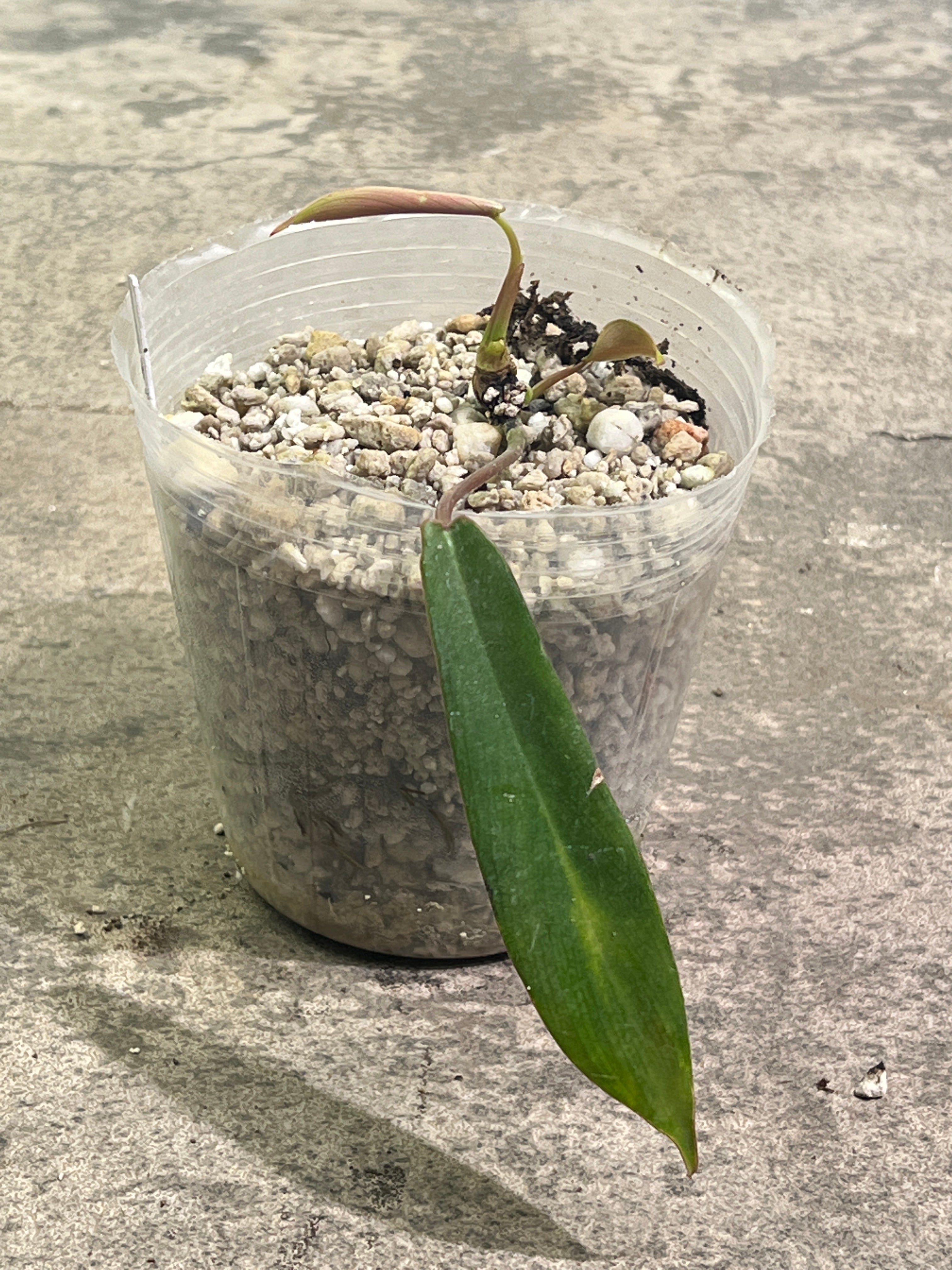 Philodendron joepii