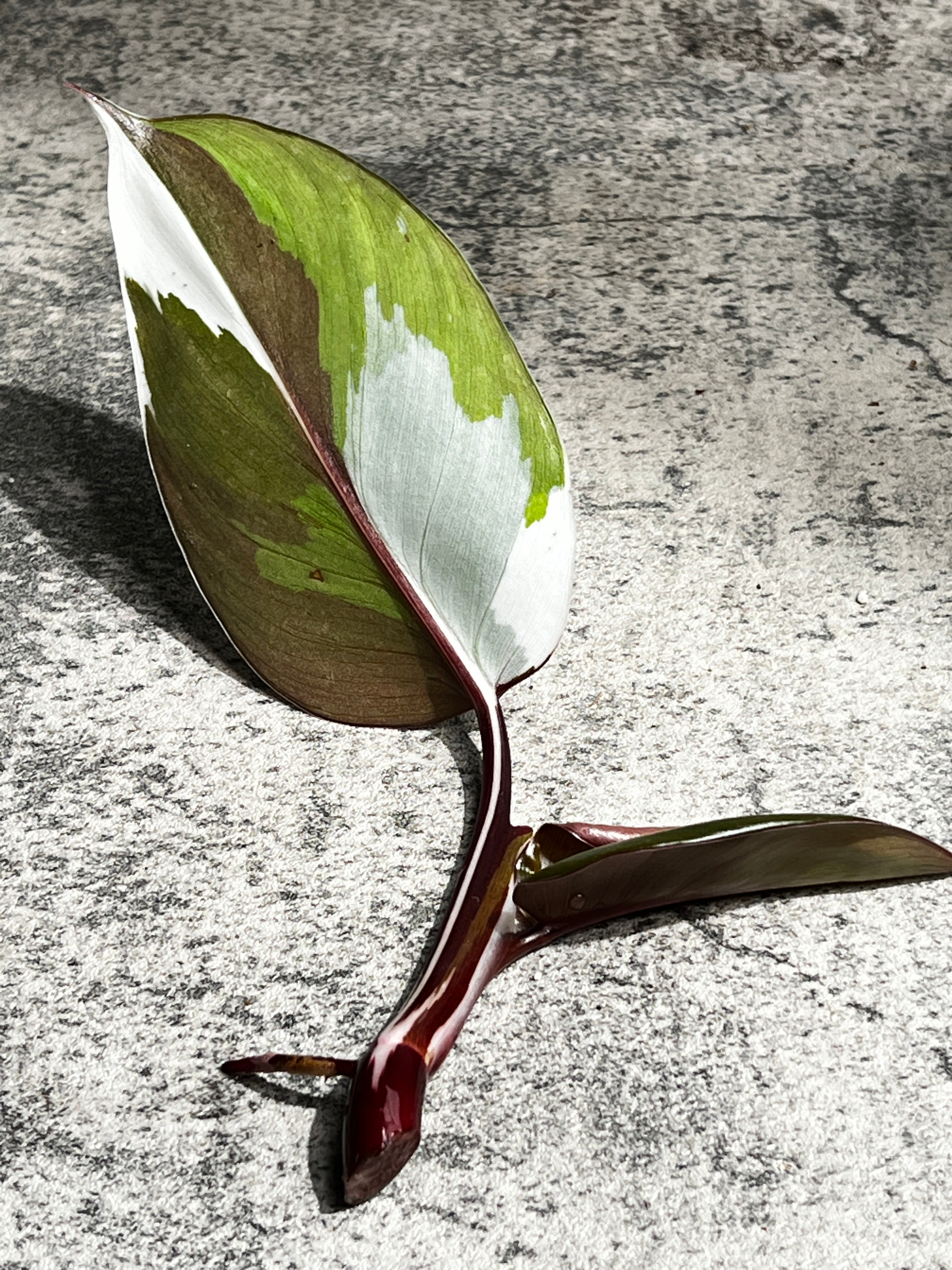 Philodendron white knight tricolor rooting 2 leaves highly Variegated