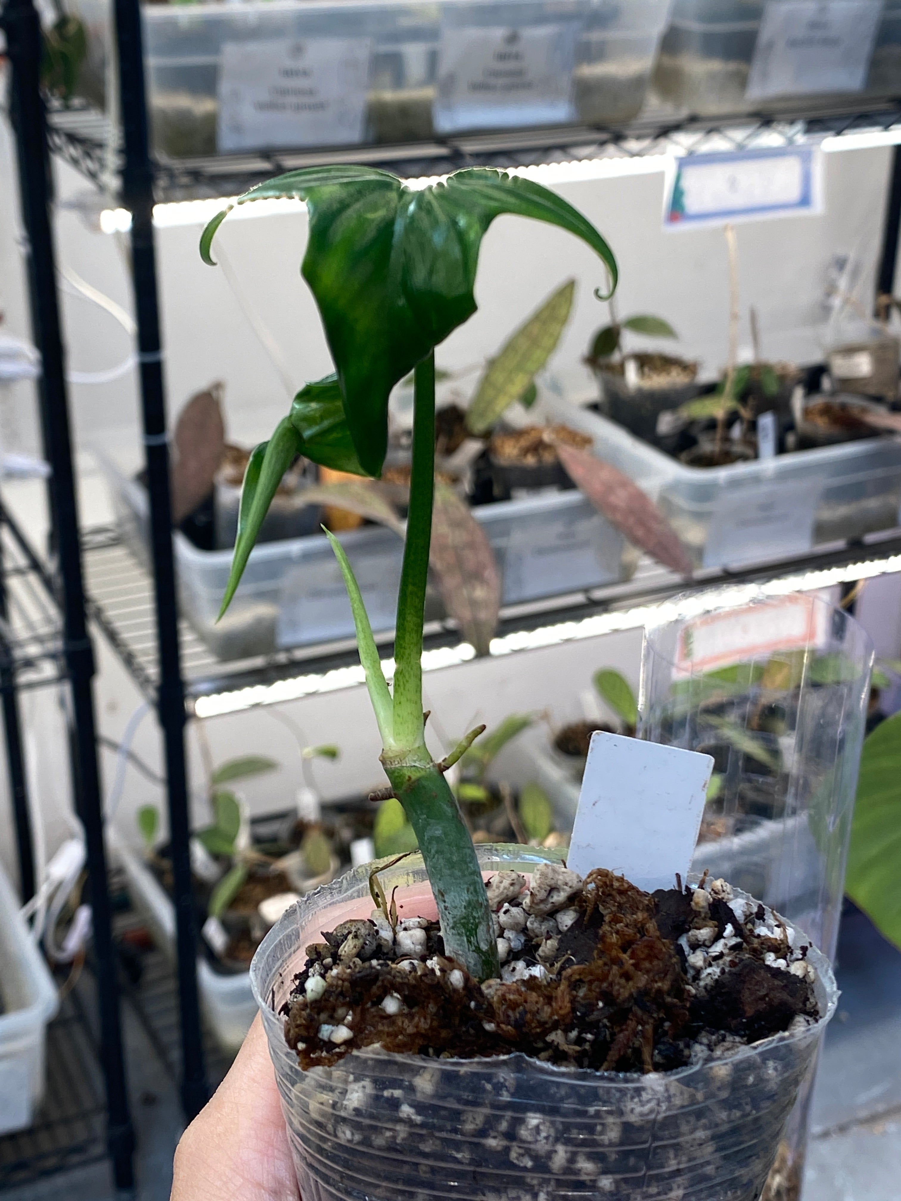 Philodendron Holtonianum