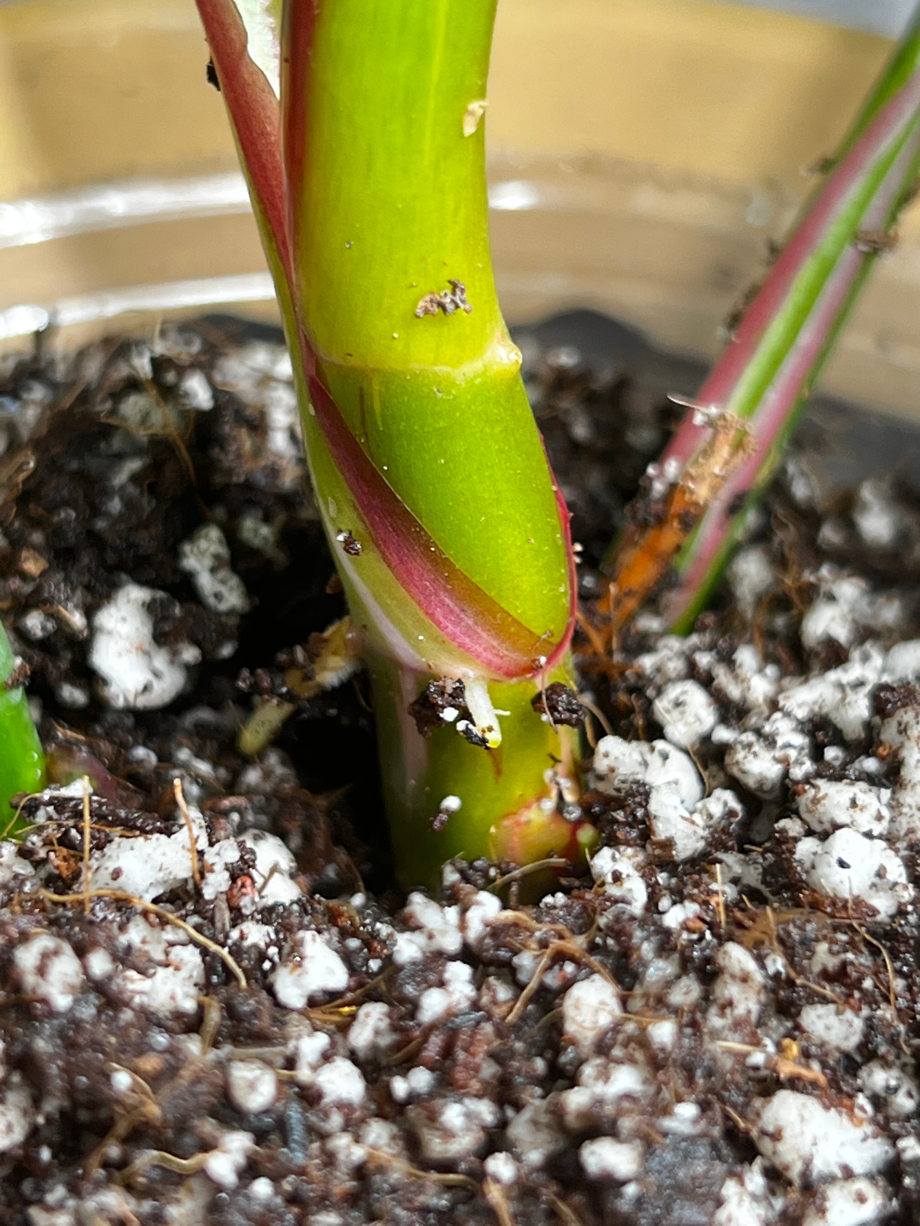 Philodendron white princess rooted 5 leaves 1 sprout highly Variegated