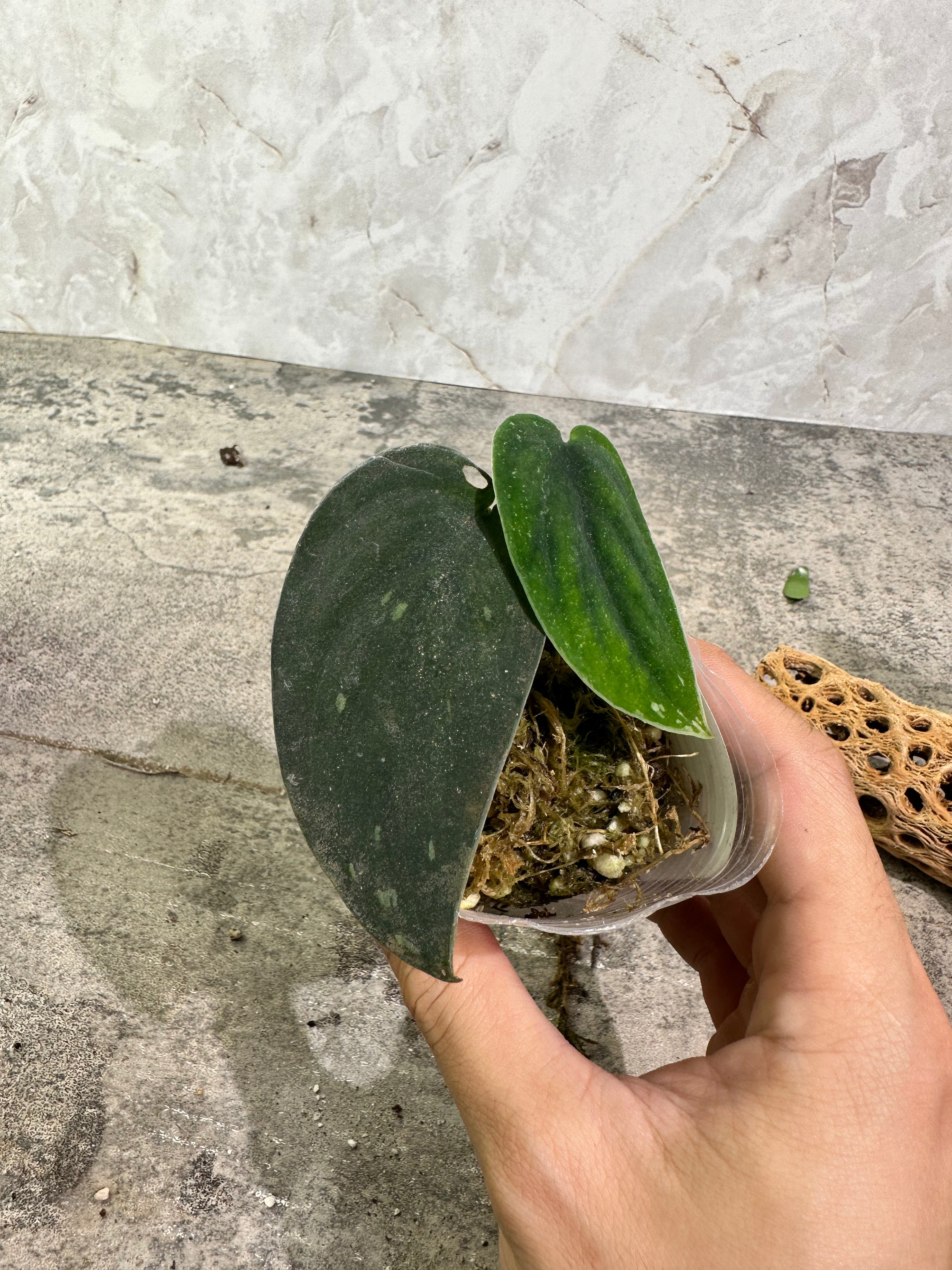 Scindapsus Jade Satin Dark Form rooted