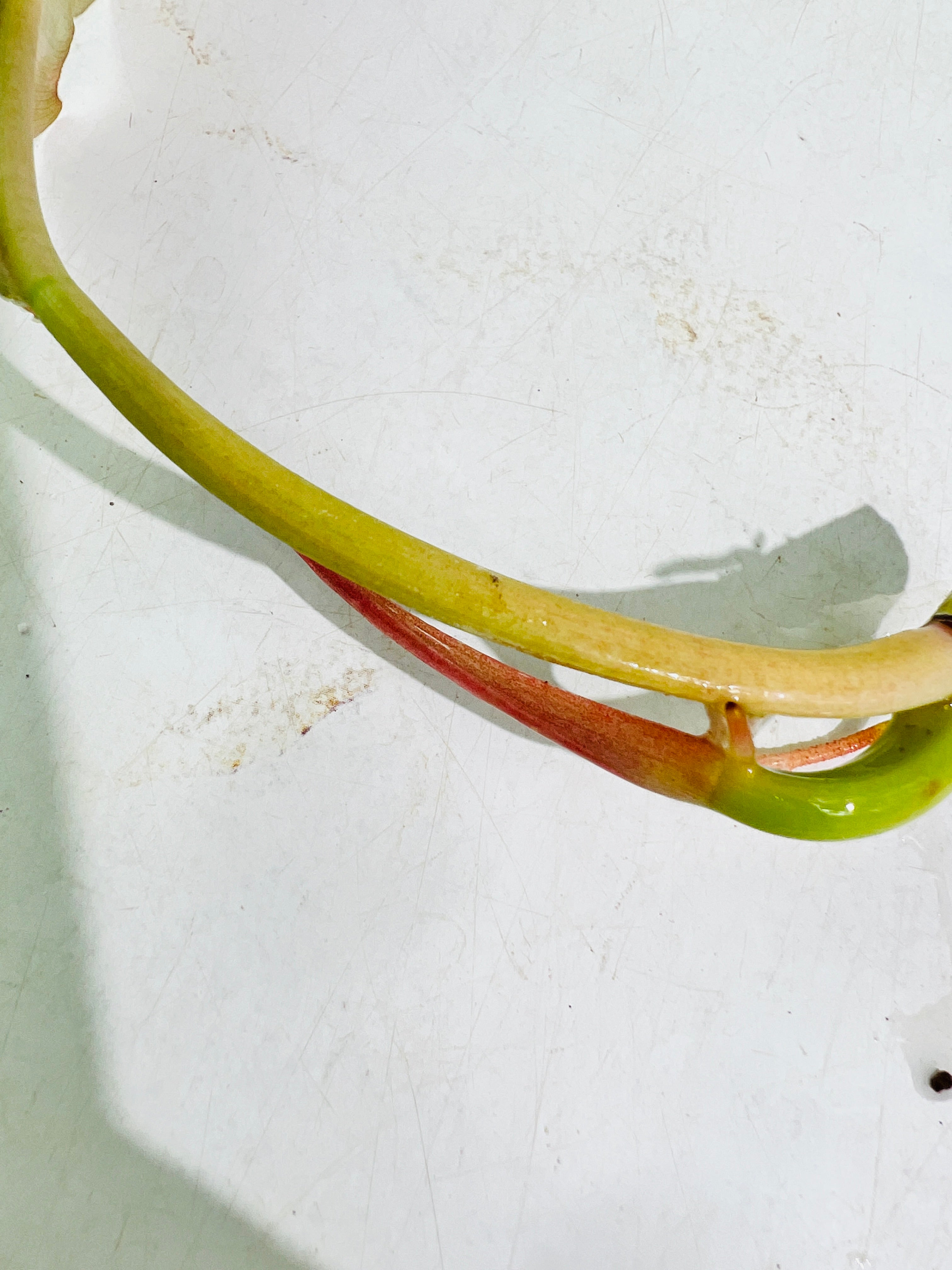 Philodendron ring of fire rooting top cutting 1 leaf 1 sprout