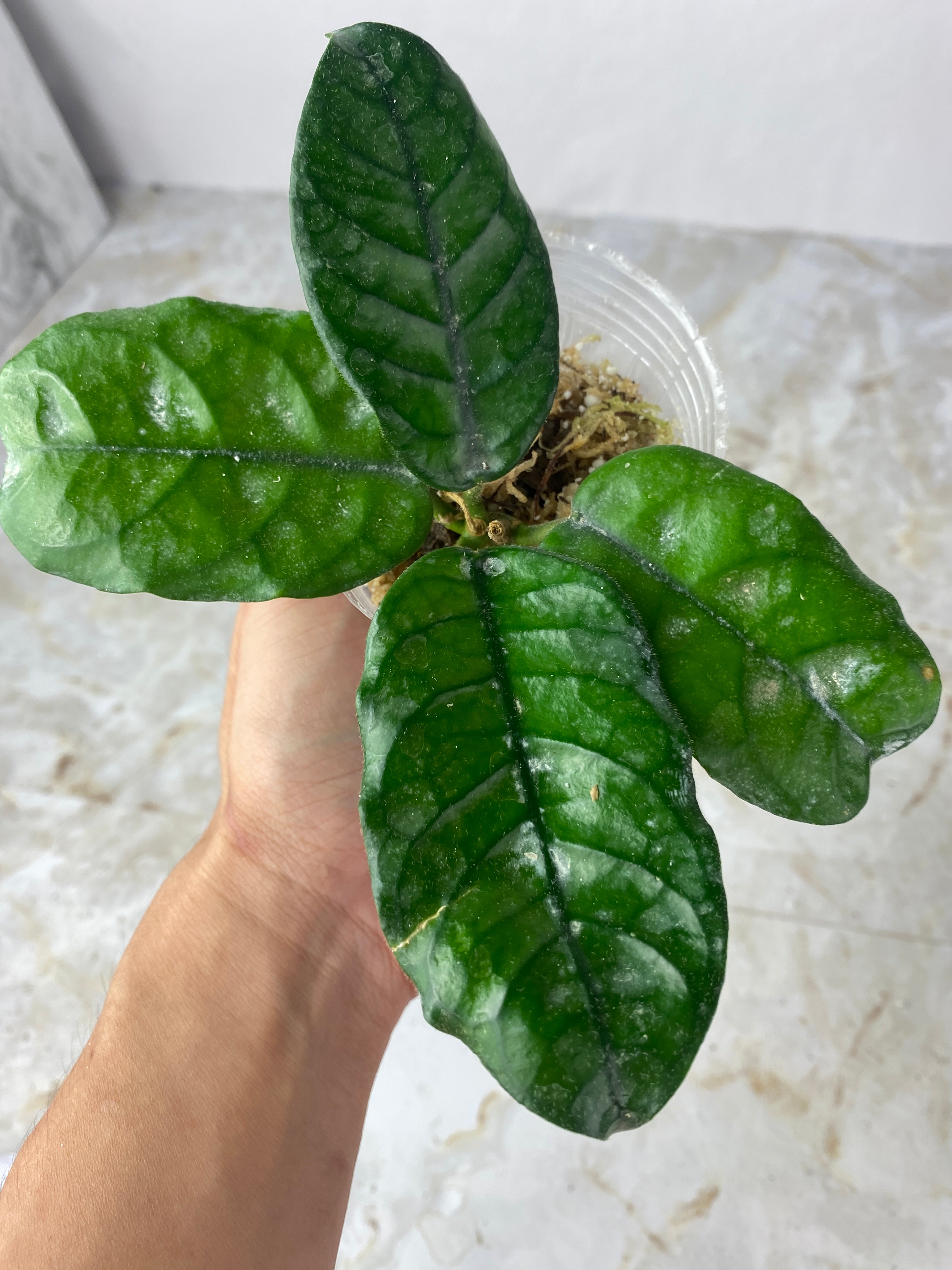 Hoya villosa Cao Bang