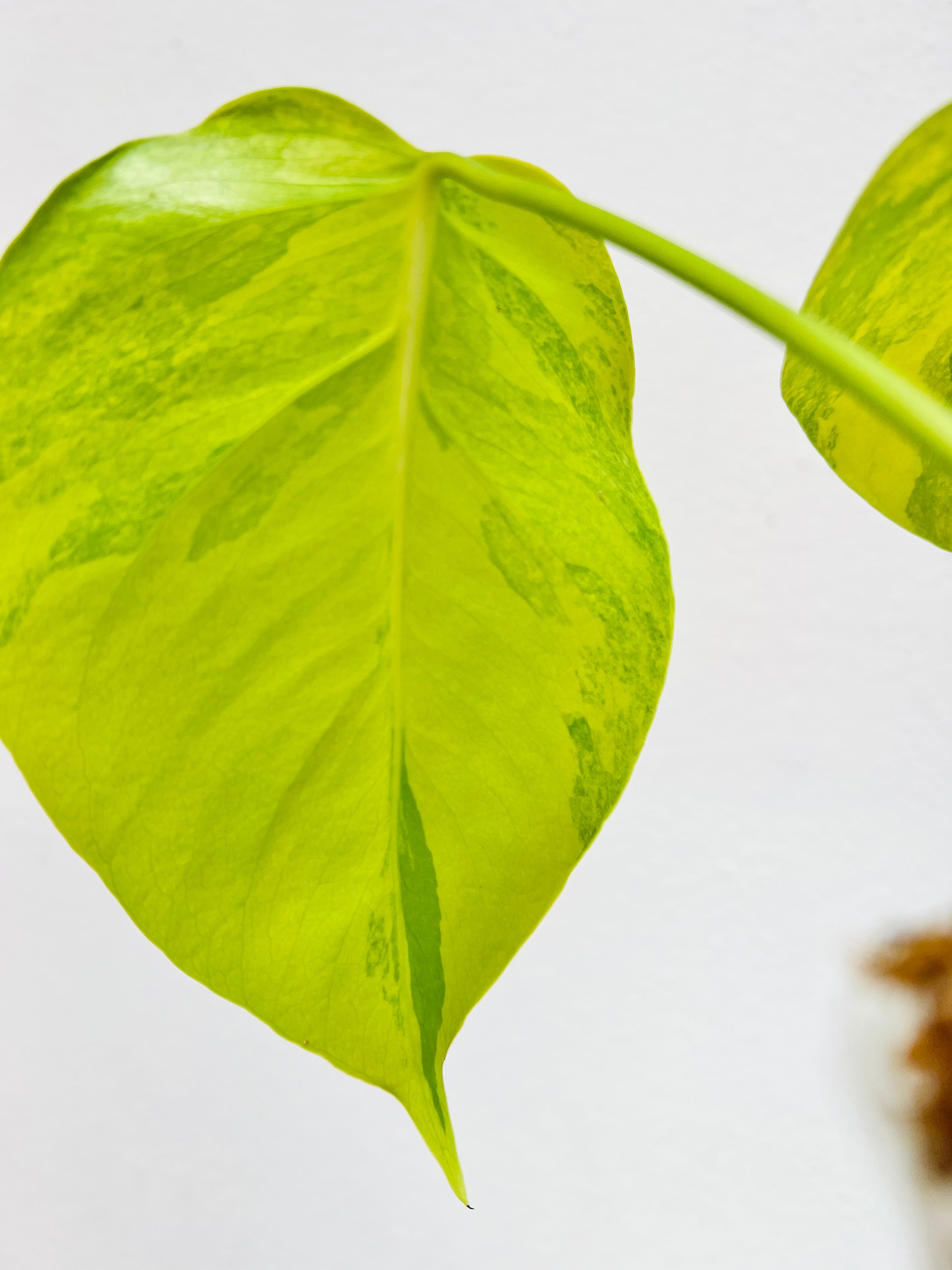 Monstera Aurea (Yellow variegated) small form rooting 2 leaves top cutting highly Variegated