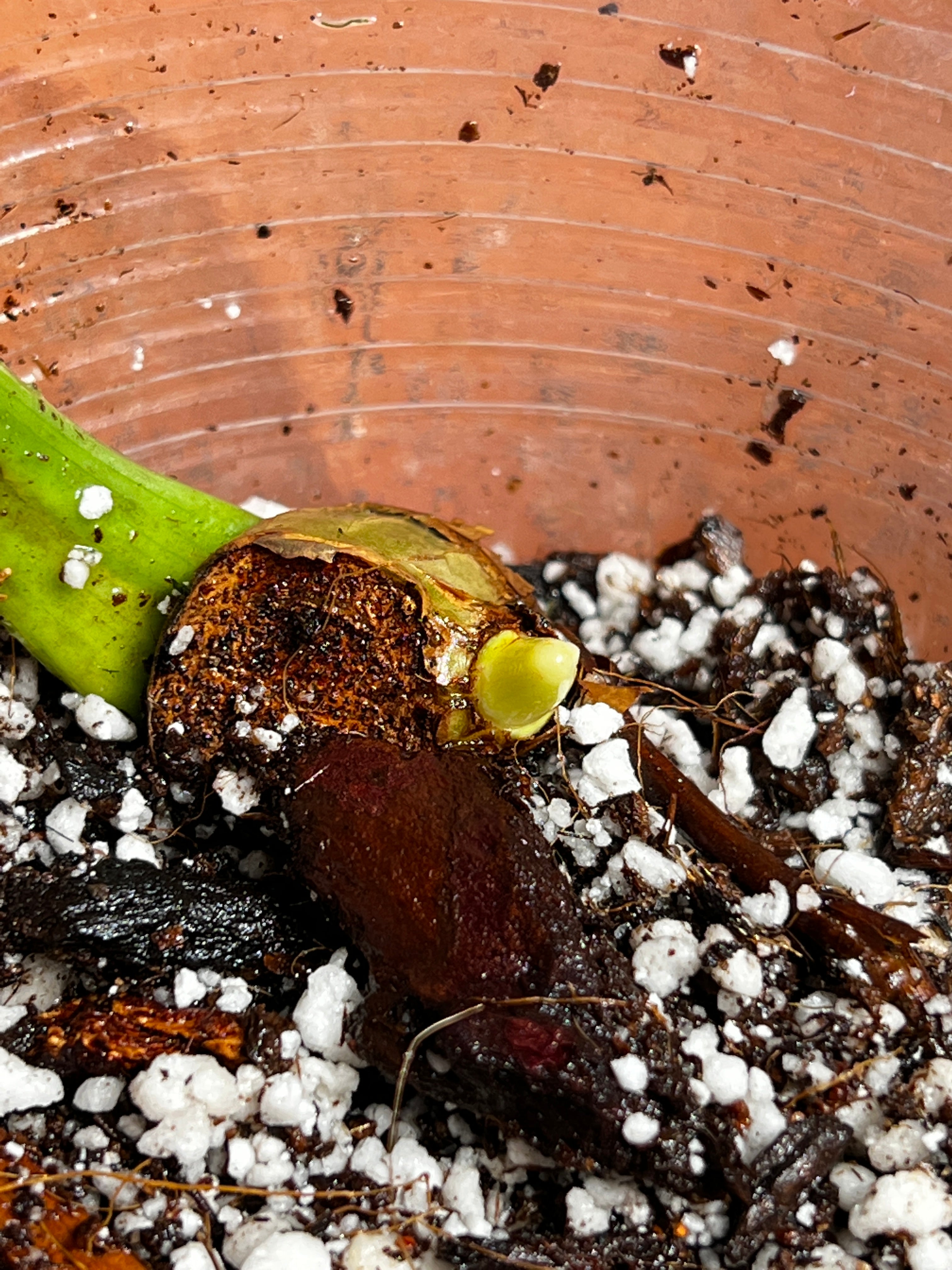 Philodendron jose buono rooted sprout from highly Variegated mother plant