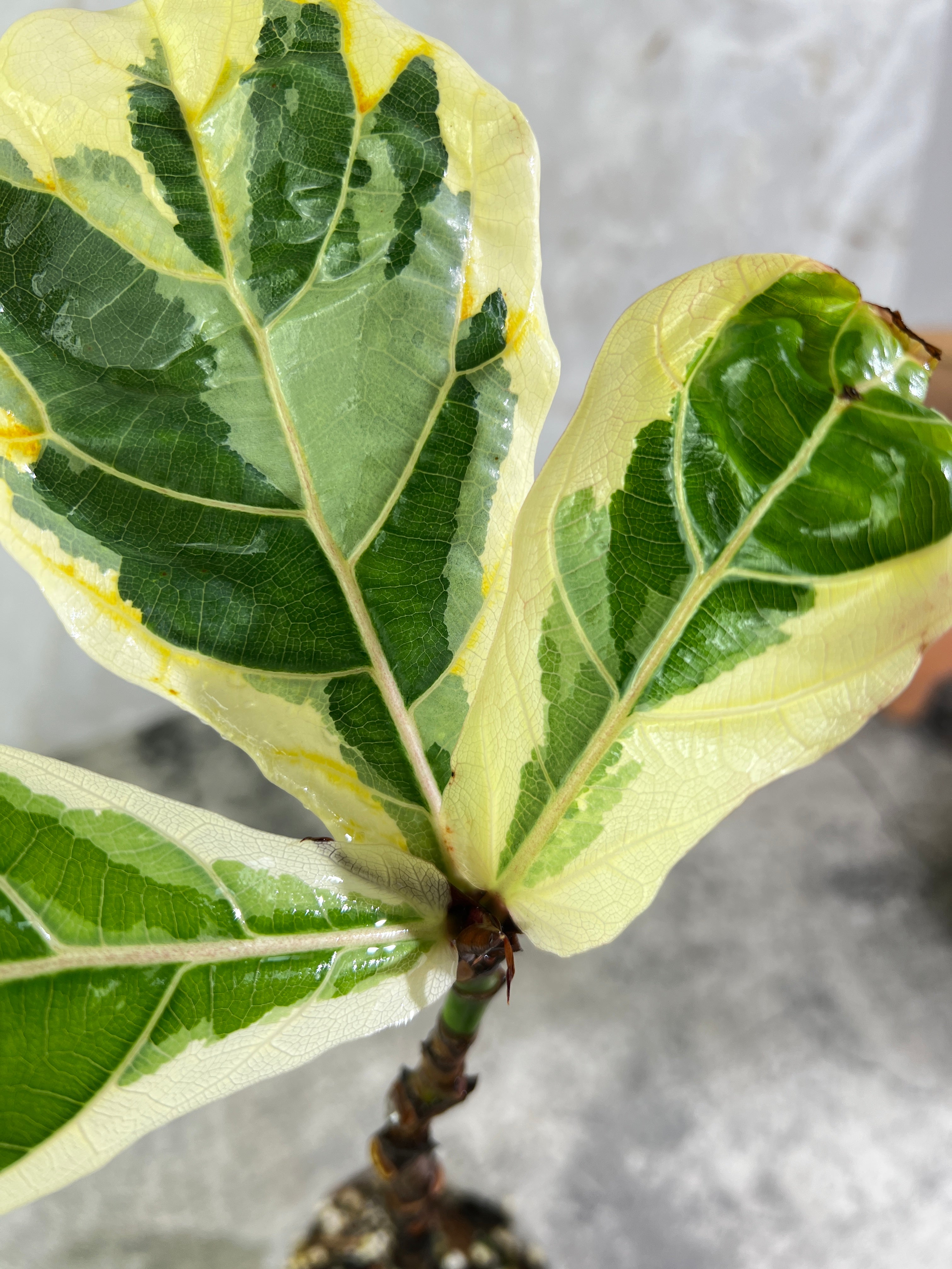 Ficus Lyrata variegated fiddle leaf fig rooted 3 leaves 1 sprout
