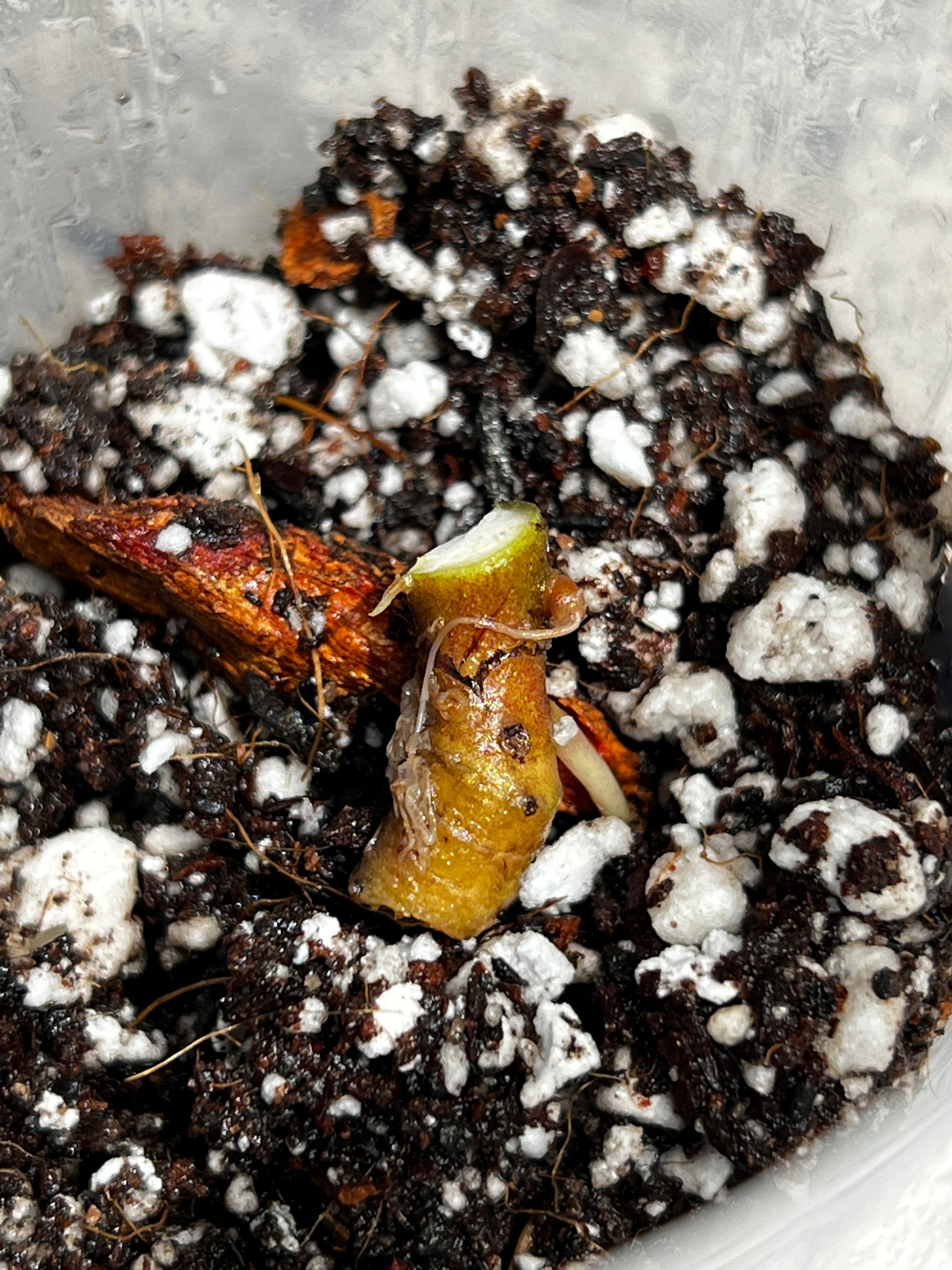 Growers choice Alocasia Jacklyn rooting double node