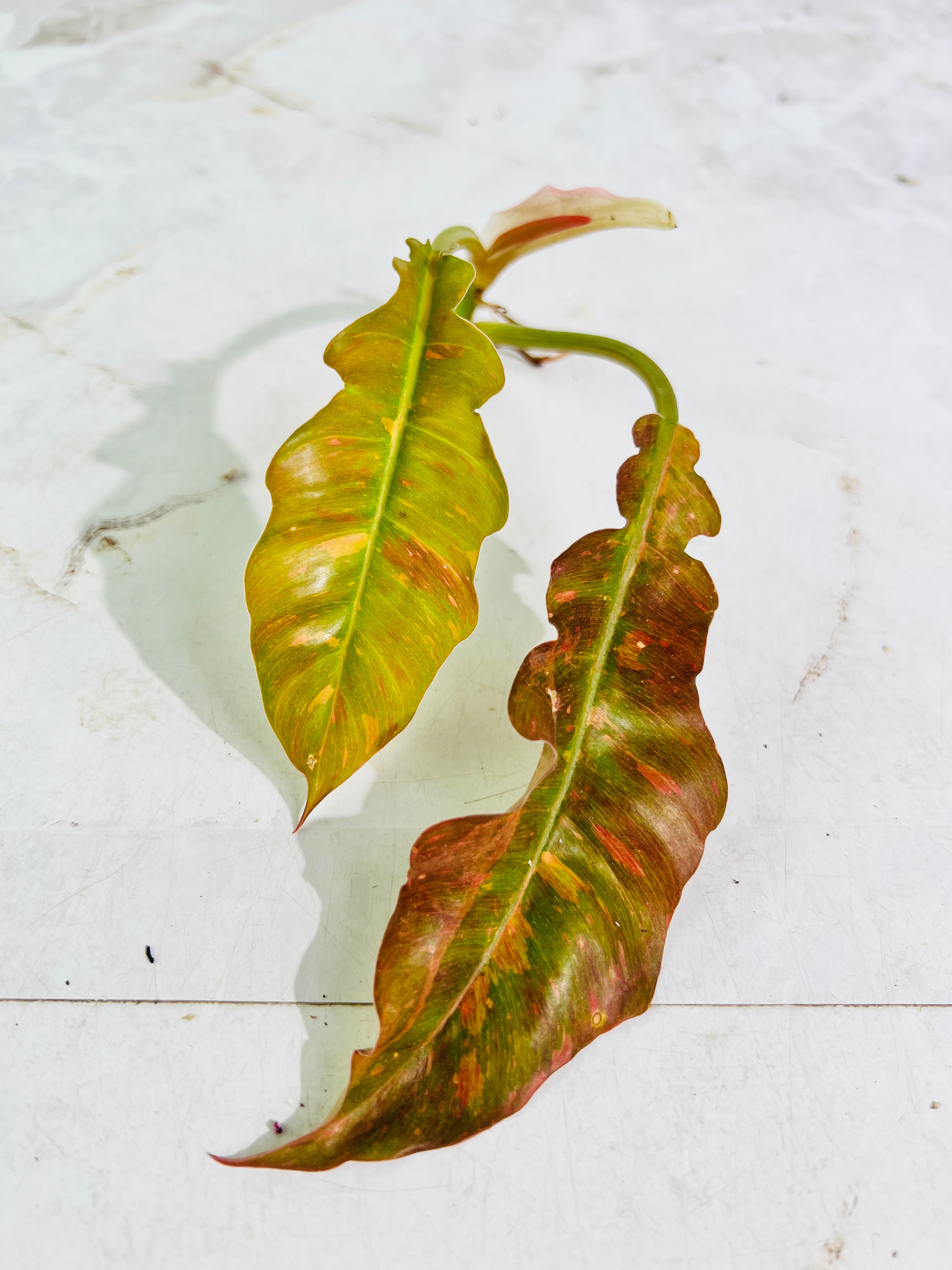 Philodendron ring of fire rooting top cutting 2 leaves 1 sprout