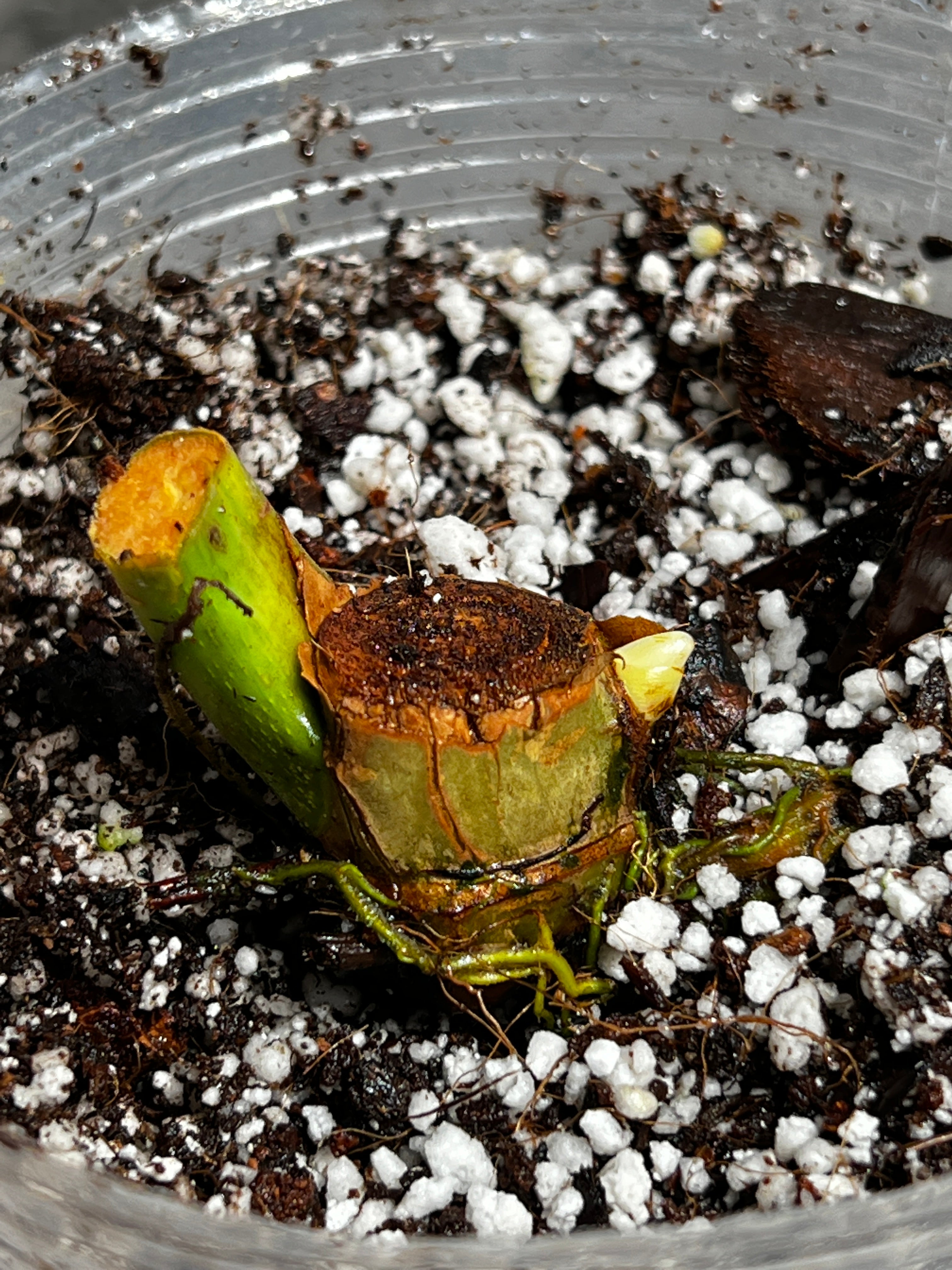 Philodendron jose buono rooted sprout from highly Variegated mother plant